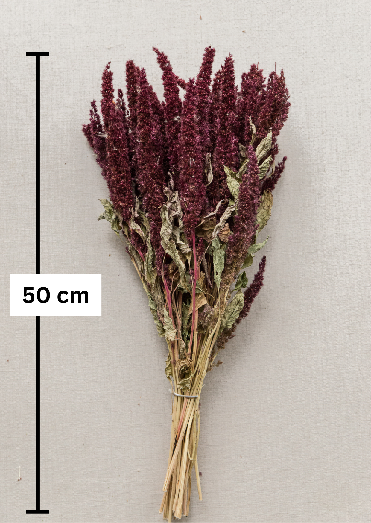 Amaranthus beere M, 20 Stiele, 0,50 m, natur, Amaranthus getrocknet, Trockenblume, Gras, Deko, nachhaltig aus der EU