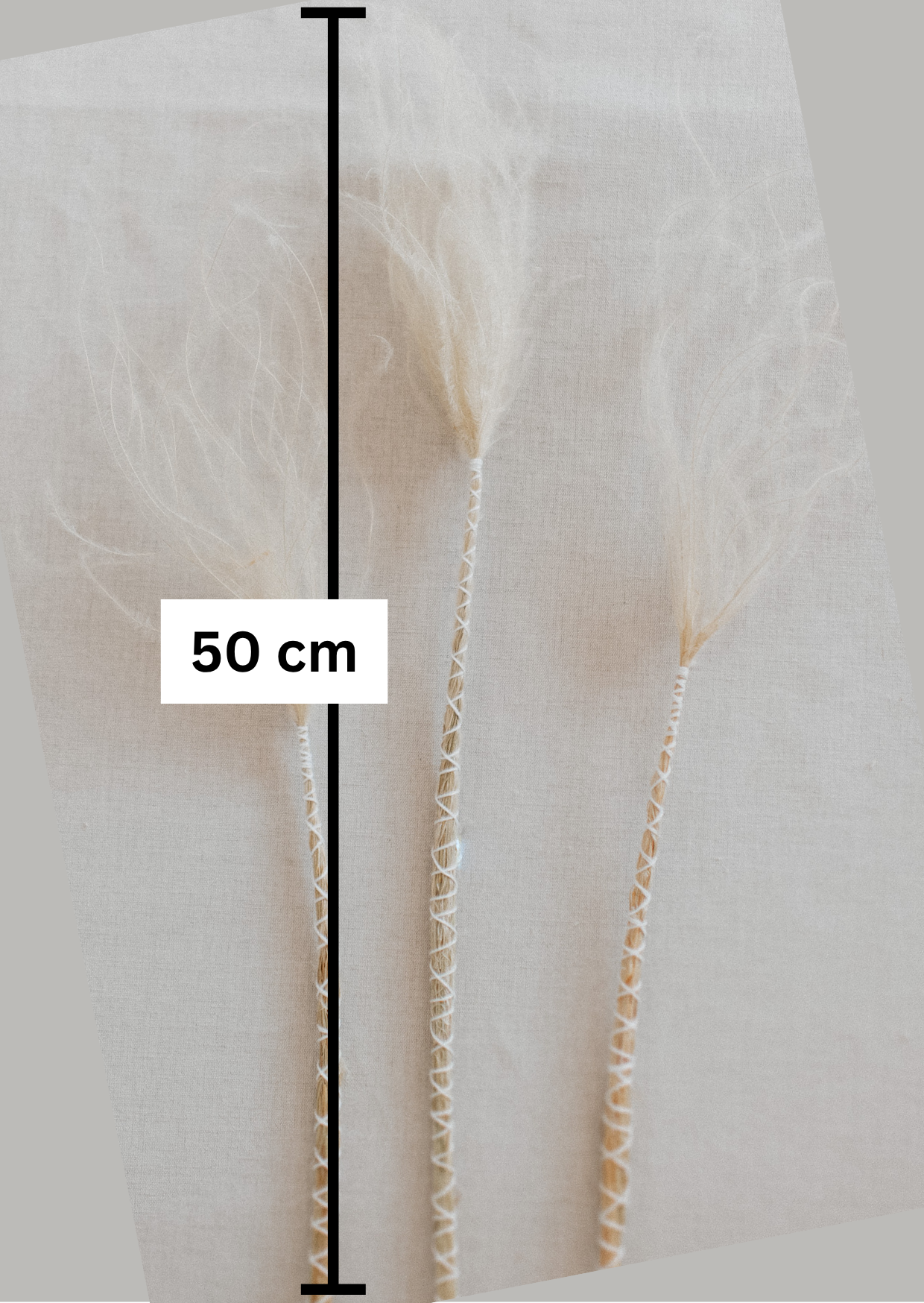 Federgras gebunden 10 Stiel, 0,5 m, Stypia pennata natur, getrocknet, Trockenblume, Gras, Deko, nachhaltig aus der EU