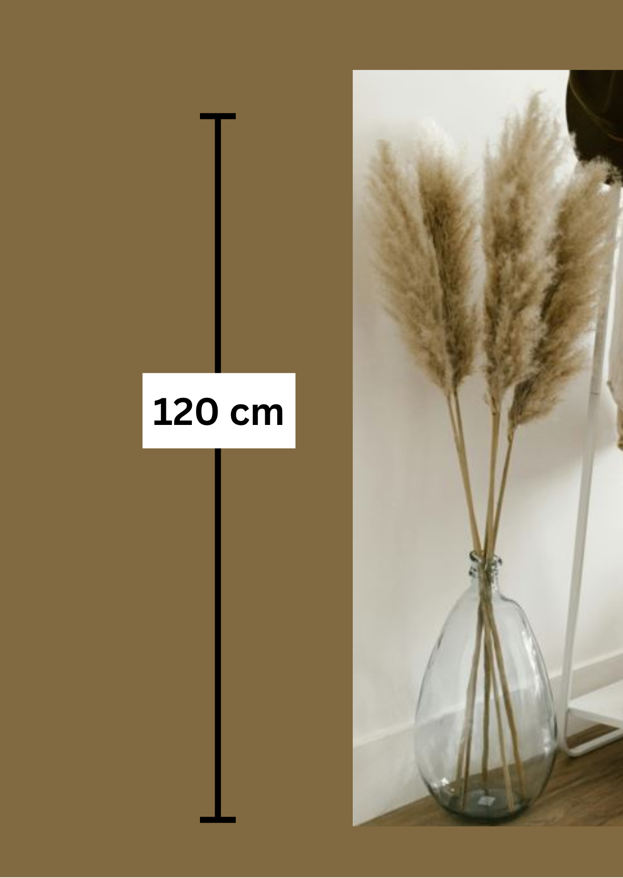 Pampasgras The Fluffy , 1Stiel, 1,20 m, natur, cortedaria getrocknet, Trockenblume, Gras, Deko, nachhaltig aus der EU