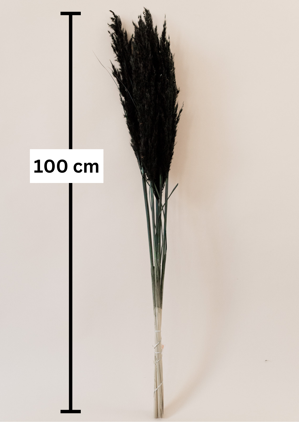 Pampasgras "The Black" 3 Stiel, 1,0 m, schwarz, cortedaria getrocknet, Trockenblume, Gras, Deko, nachhaltig aus der EU