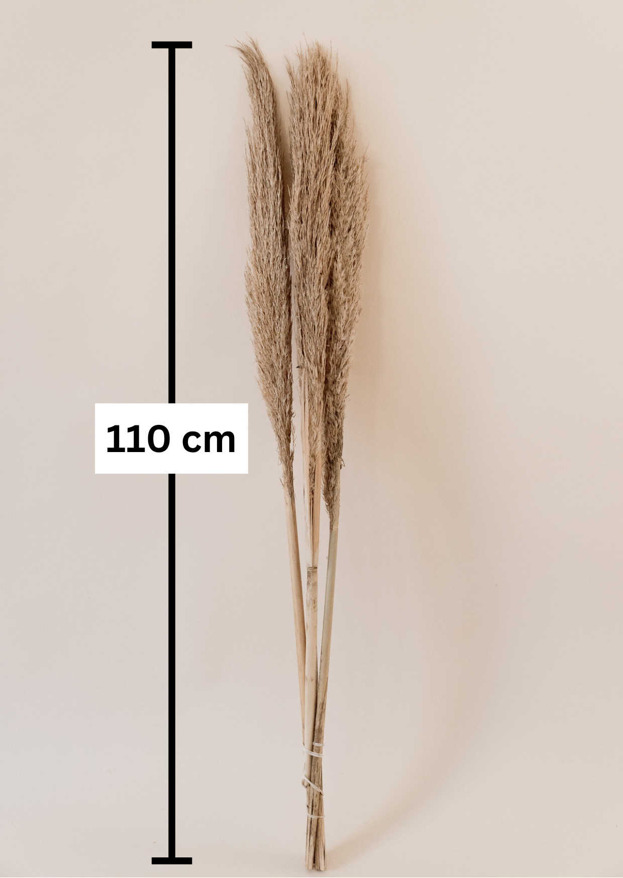 Pampasgras "The Rustic" XL, 3 Stiel, 1,10 m, natur, cortedaria getrocknet, Trockenblume, Gras, Deko, nachhaltig aus der EU