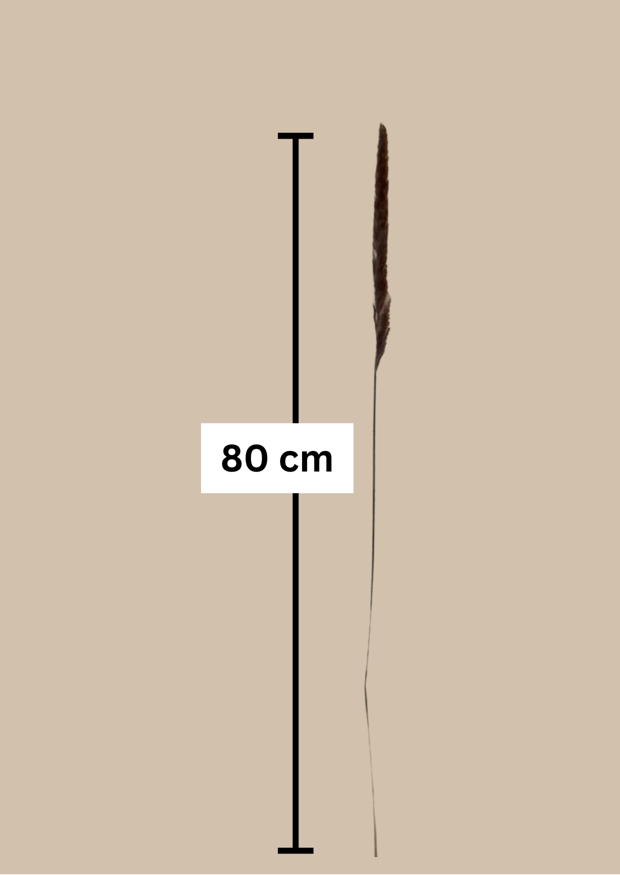 Pampasgras M beige-braun 25 Stiel, 0,80 m, beige-braum, cortedaria getrocknet, Trockenblume, Gras, Deko, nachhaltig aus der EU