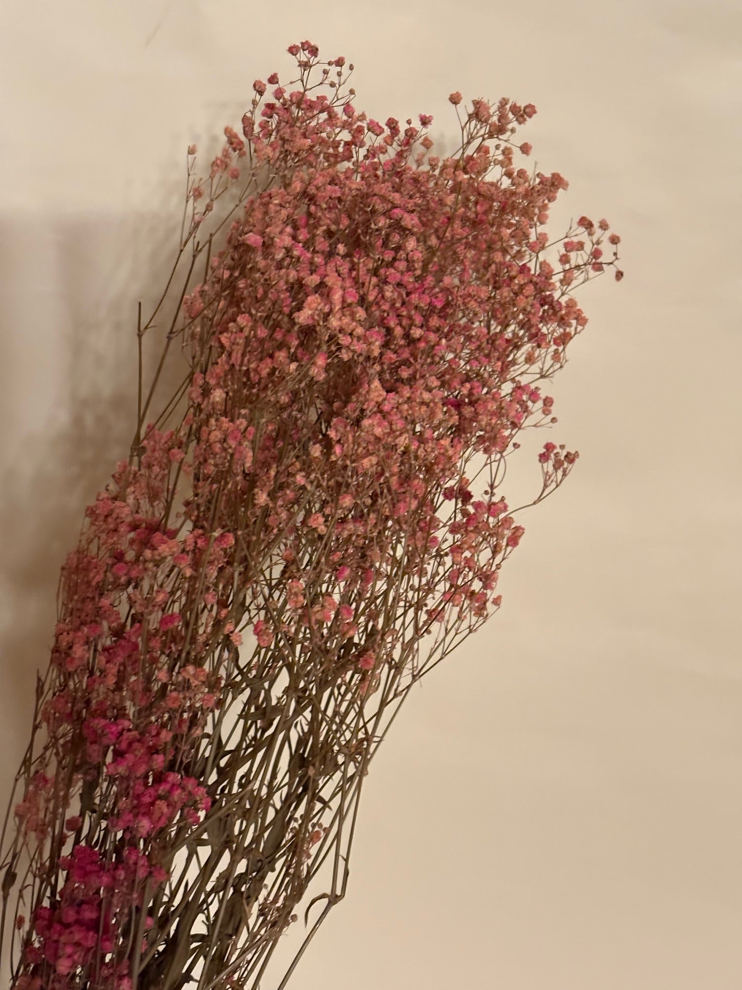 Schleierkraut fein konserviert rosa, 1 Bund mit 10 Stiel, 0,7 m, Gypsophila getrocknet, Trockenblume, Gras, Deko, nachhaltig aus der EU