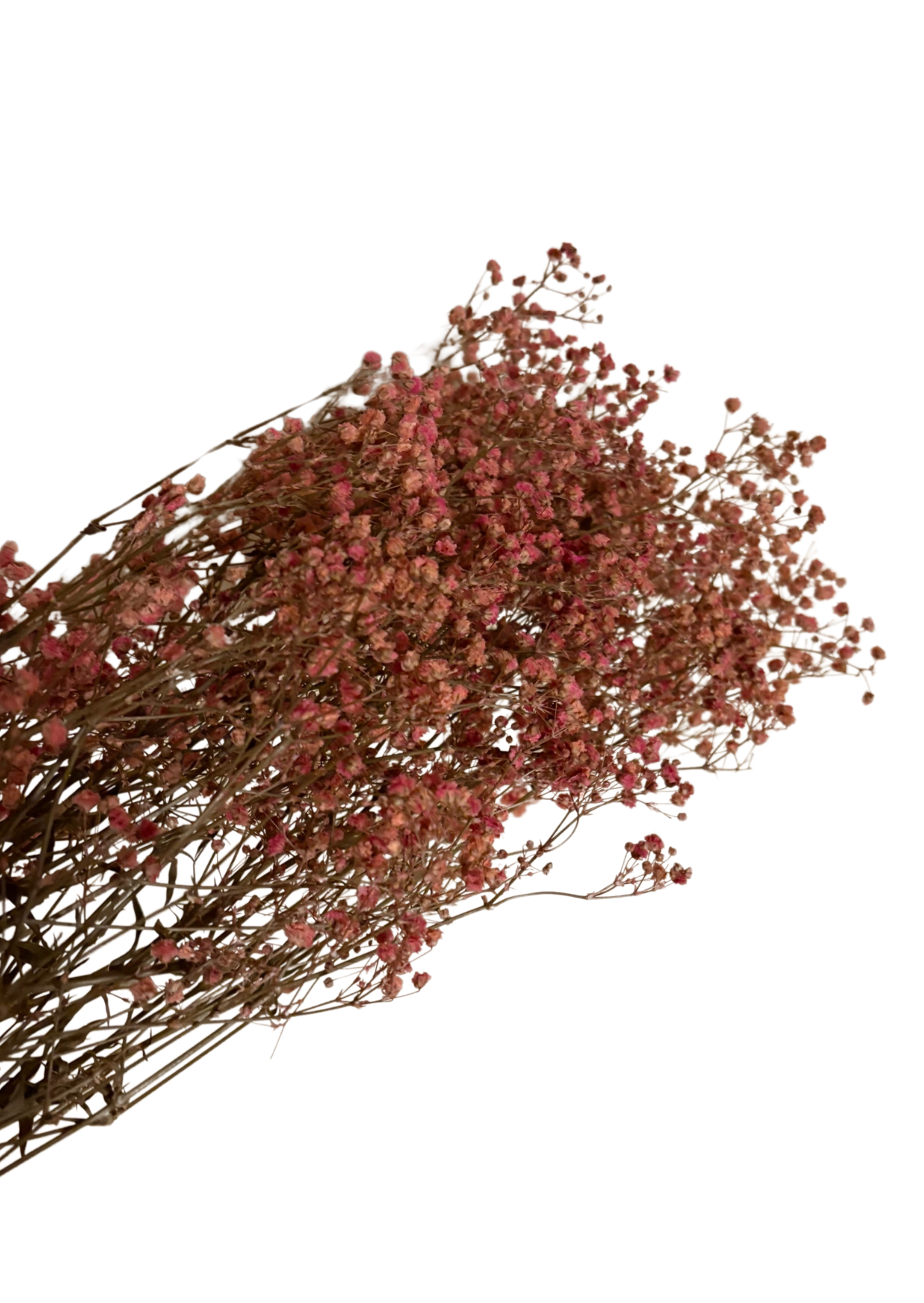 Schleierkraut fein konserviert rosa, 1 Bund mit 10 Stiel, 0,7 m, Gypsophila getrocknet, Trockenblume, Gras, Deko, nachhaltig aus der EU