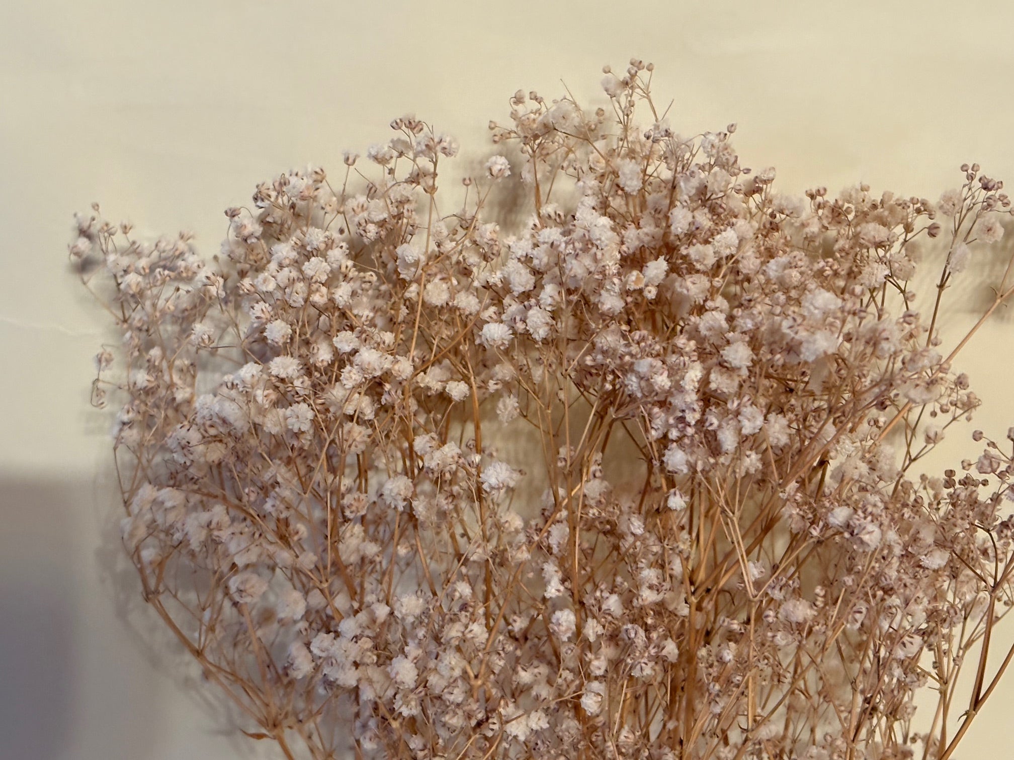 Schleierkraut rispig natur, 1 Bund mit 10 Stiel, 0,6 m, Gypsophila getrocknet, Trockenblume, Gras, Deko, nachhaltig aus der EU