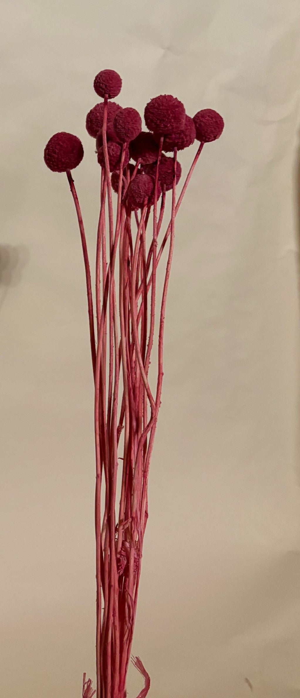 Craspedia Trommelstöcke rosa