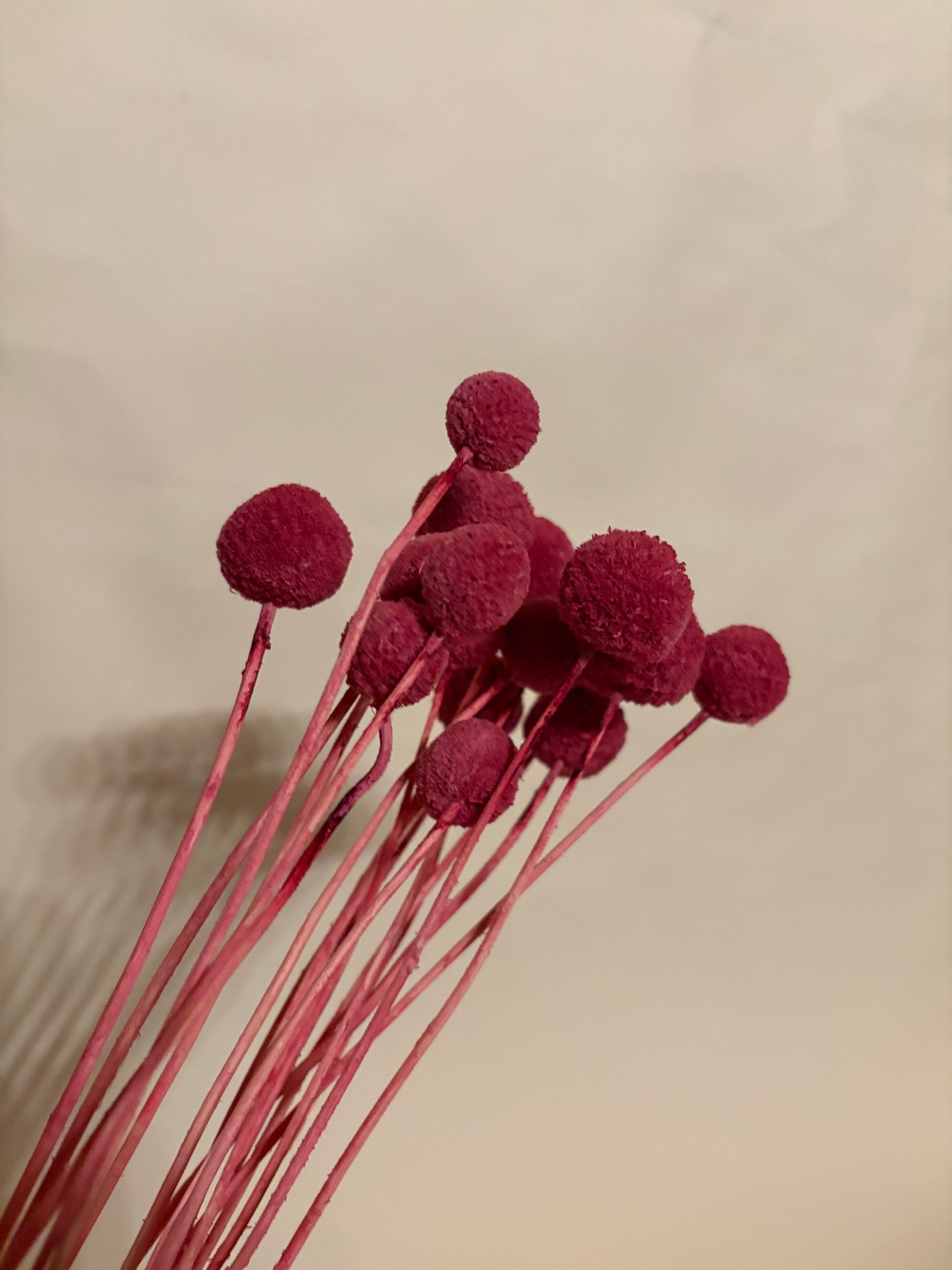 Craspedia Trommelstöcke rosa