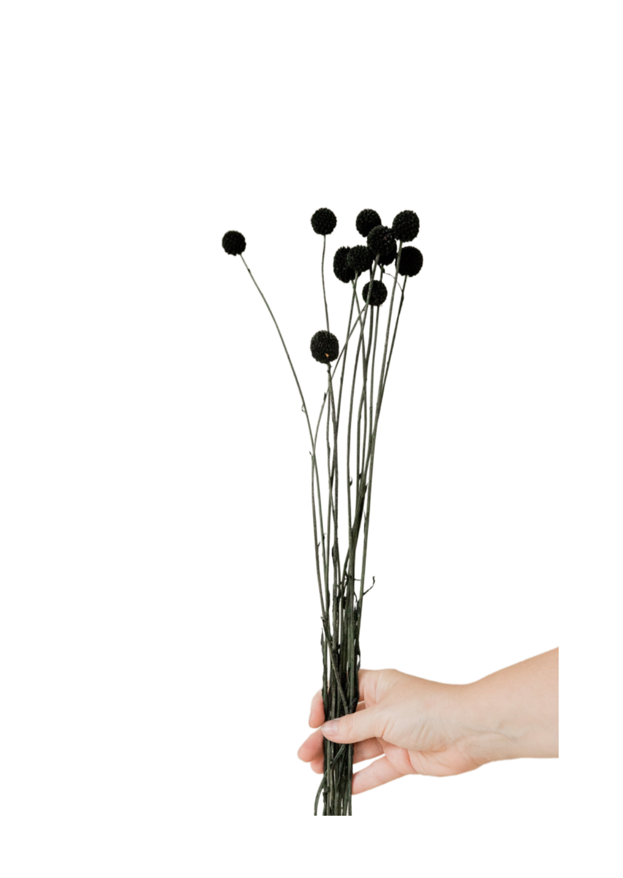 Craspedia Trommelstöcke schwarz