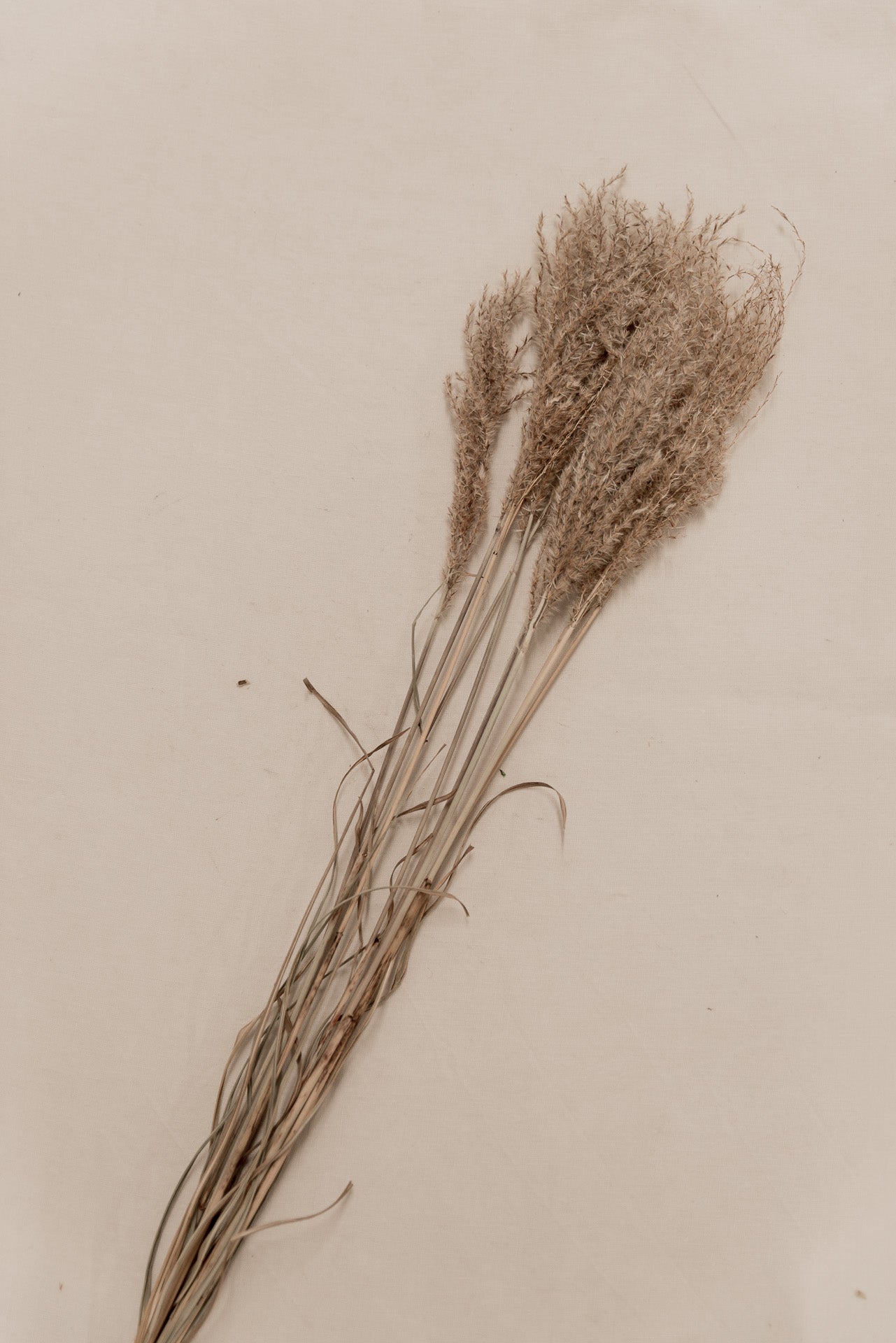 Chinaschilf Miscanthus natur