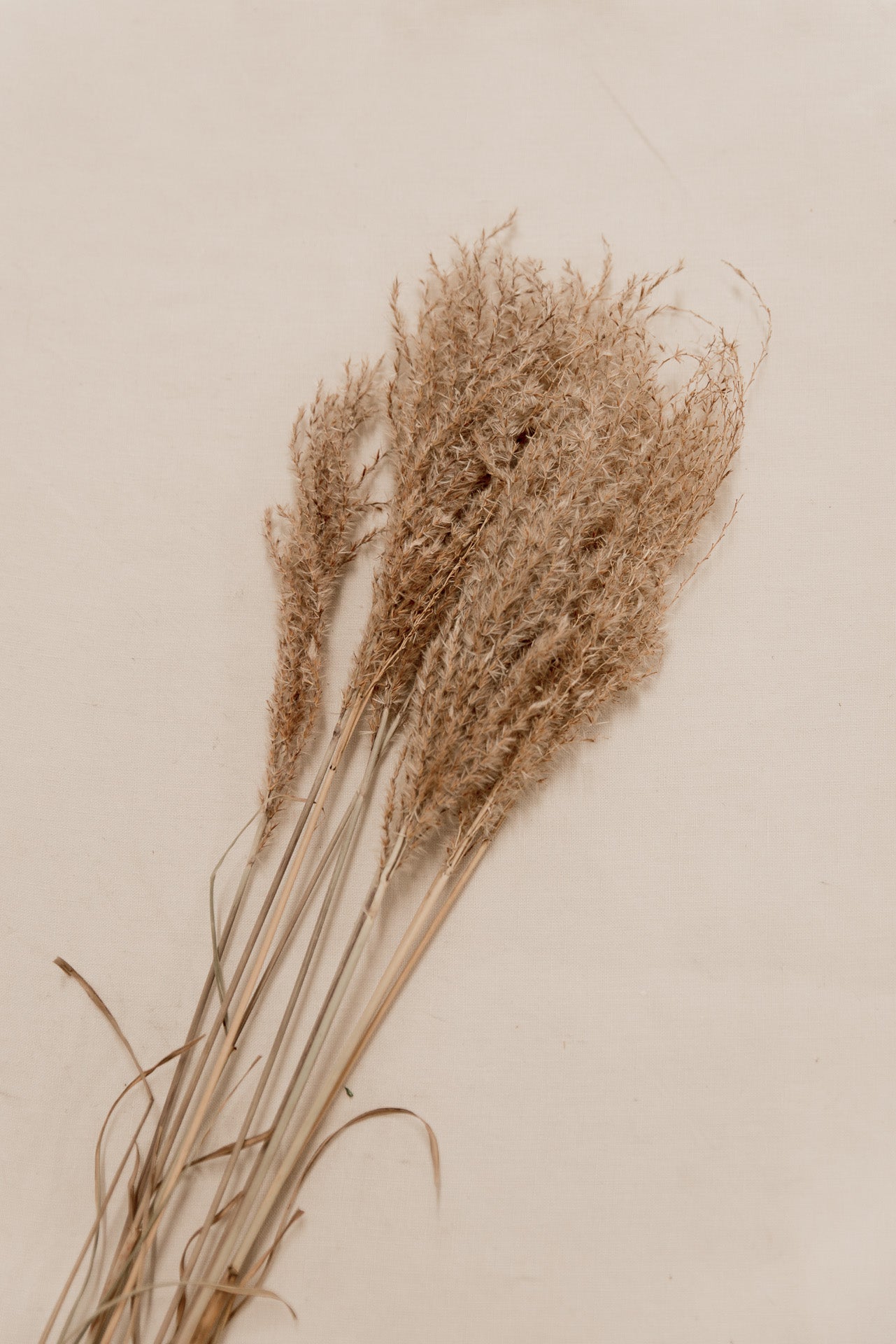 Chinaschilf Miscanthus natur