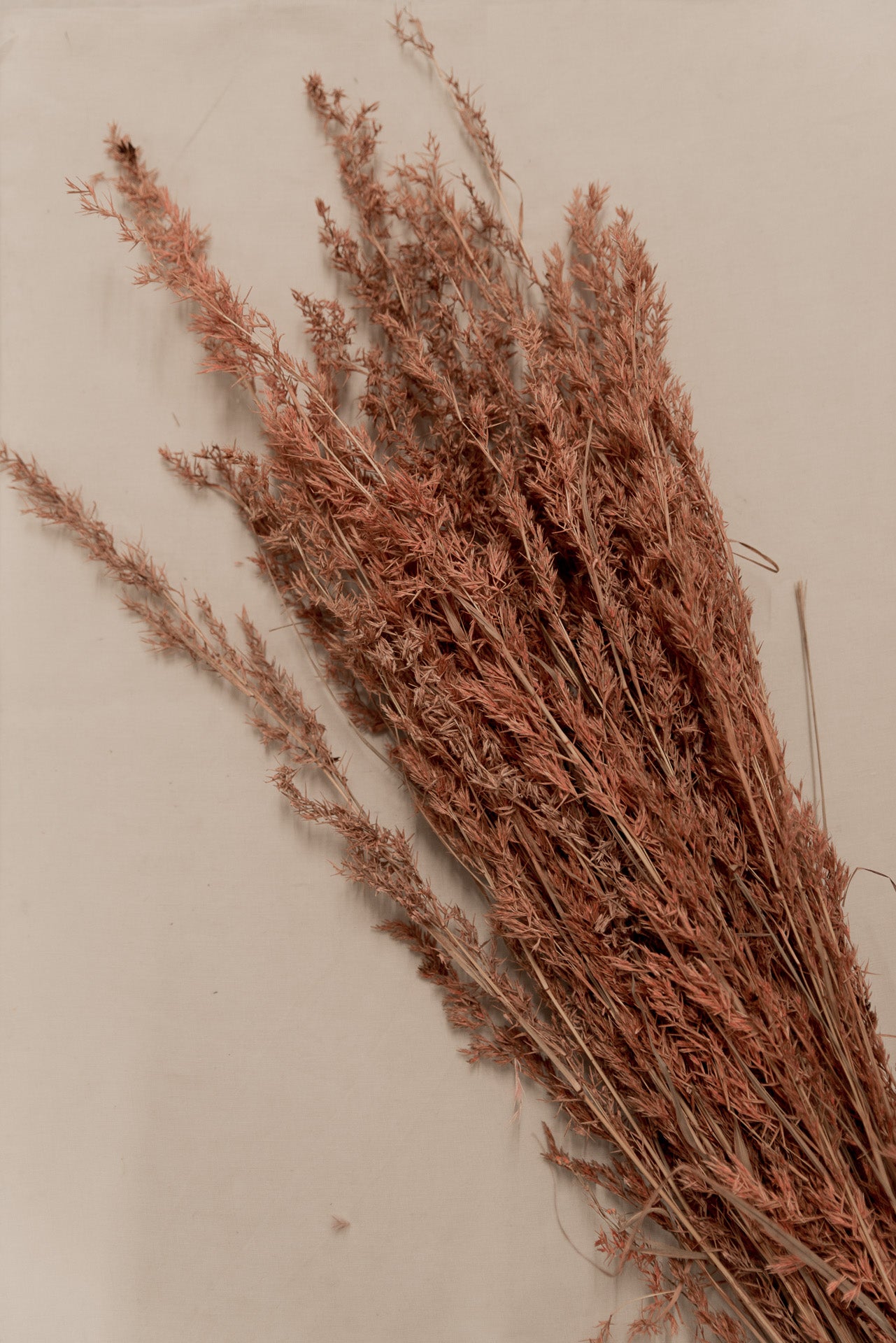 Alfonso Gras rosa, 8 Stiel, 1,0 m, rosa, Ziergras getrocknet, Trockenblume, Gras, Deko, nachhaltig aus der EU