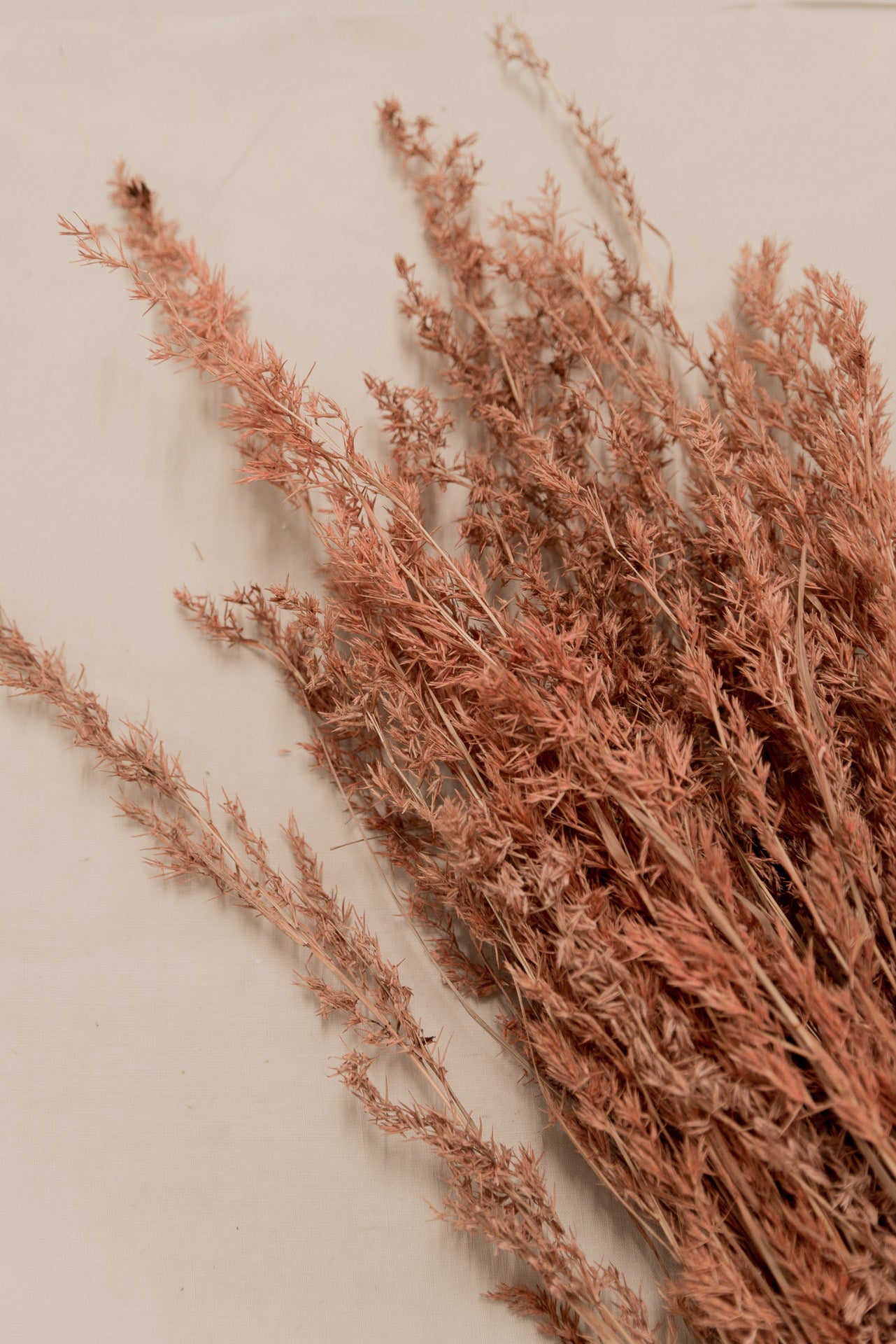 Alfonso Gras rosa, 8 Stiel, 1,0 m, rosa, Ziergras getrocknet, Trockenblume, Gras, Deko, nachhaltig aus der EU