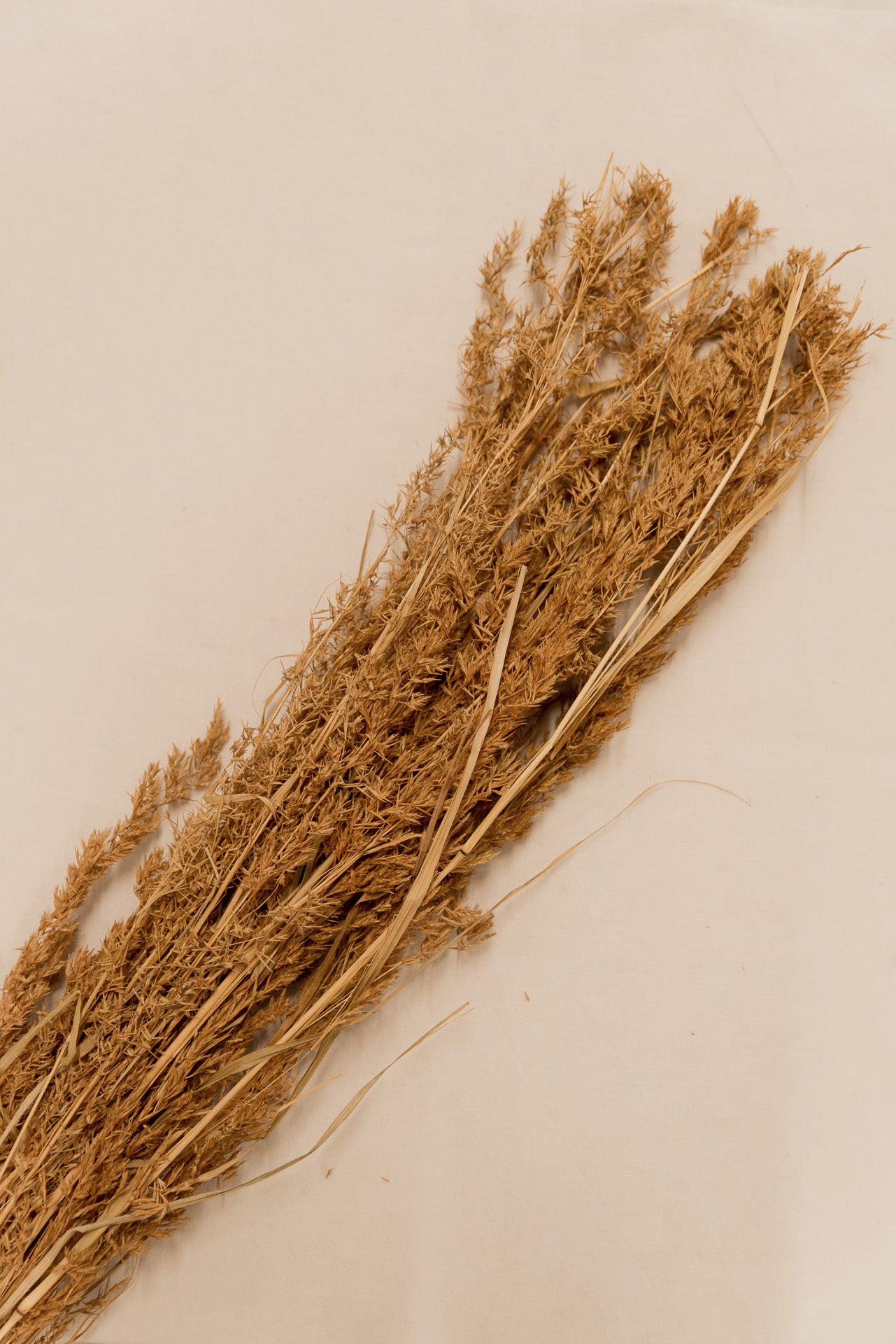 Alfonso Gras gelb, 8 Stiel, 1,0 m, gelb, Ziergras getrocknet, Trockenblume, Gras, Deko, nachhaltig aus der EU