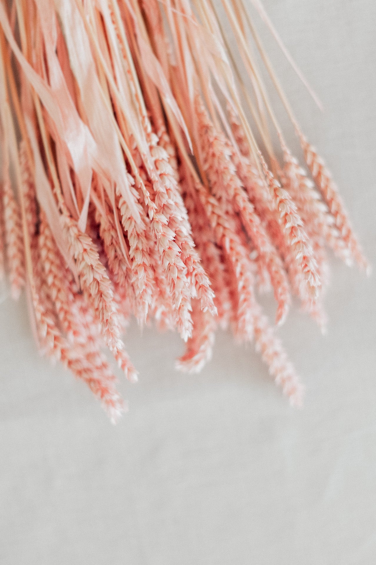 Weizen puderrosa gefärbt