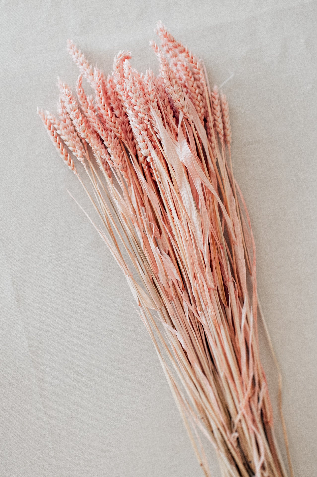 Weizen puderrosa gefärbt