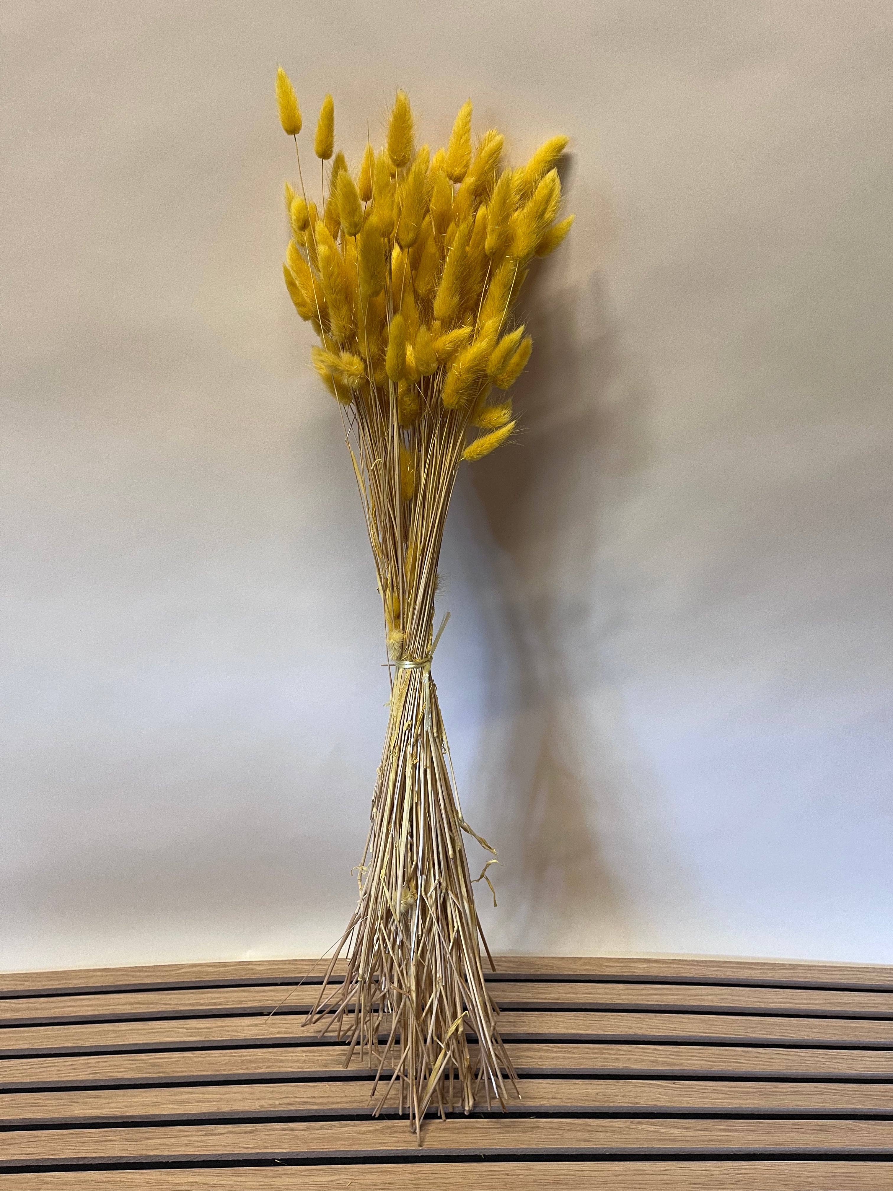 Lagurus "Bunnytail" goldgelb gefärbt Samtgras