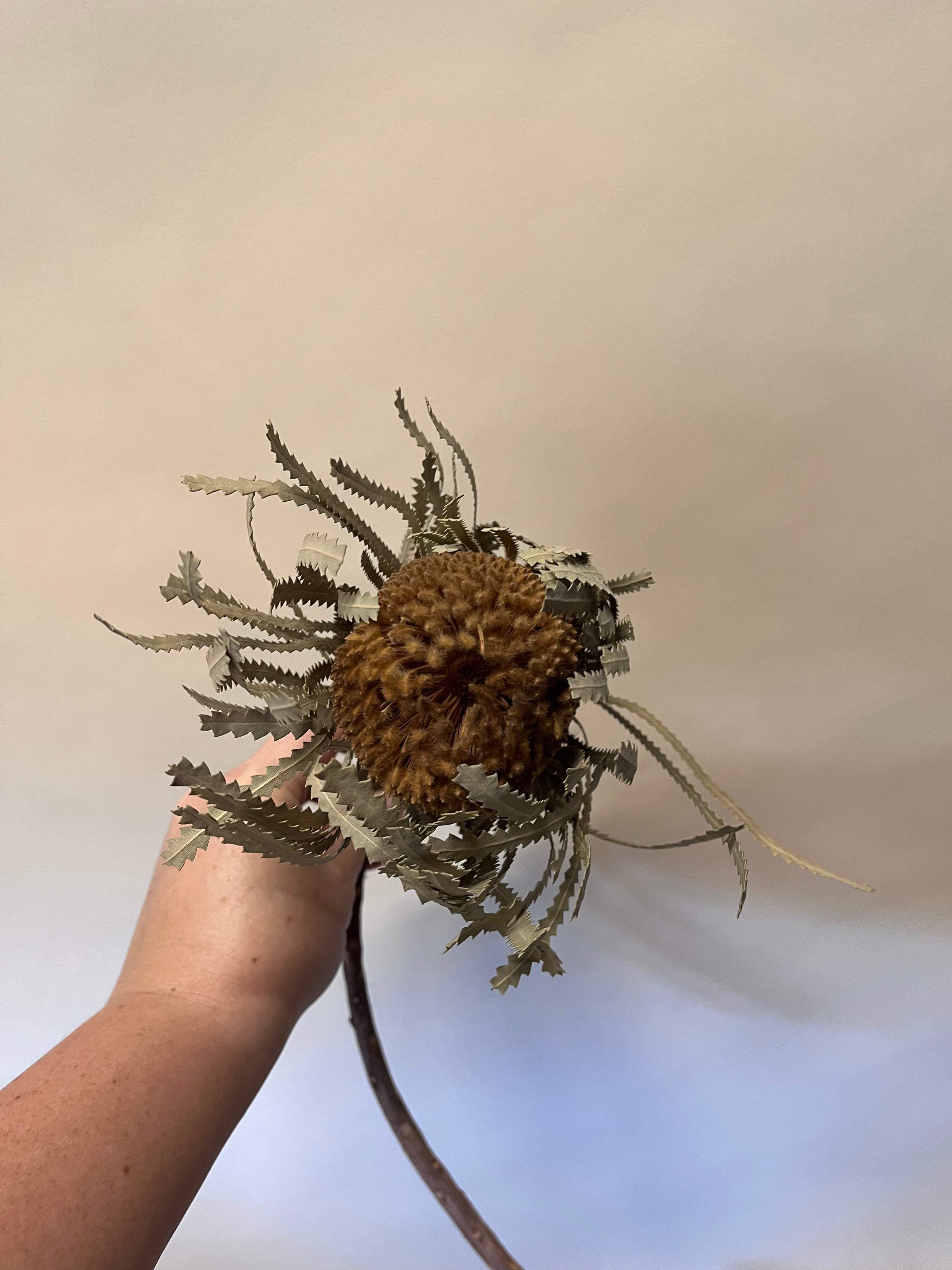 DIY Bundle "Golden Hour" 50cm Höhe