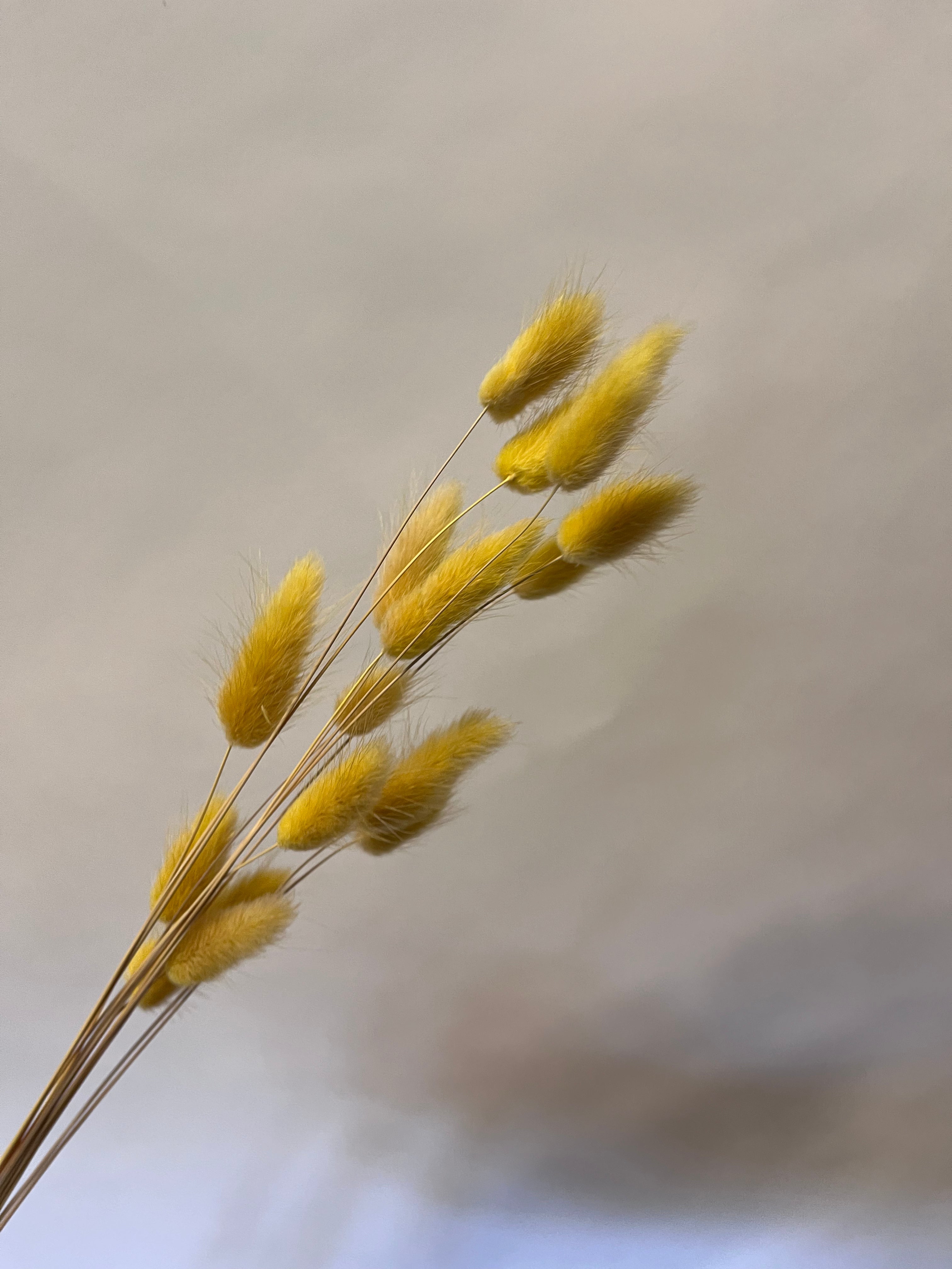 DIY Bundle "Golden Hour" 50cm Höhe