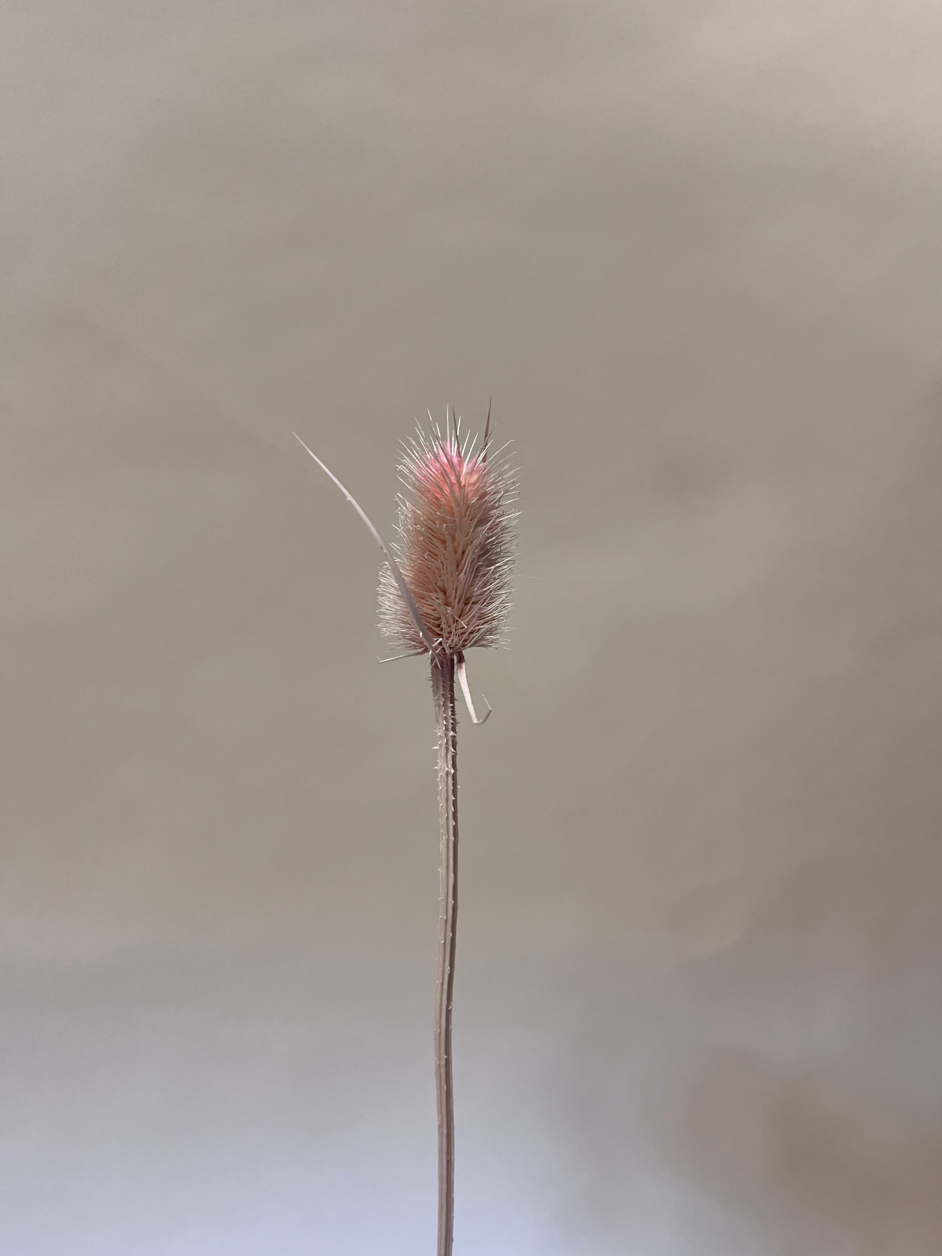 DIY Bundle "Altrosa" 50cm Höhe