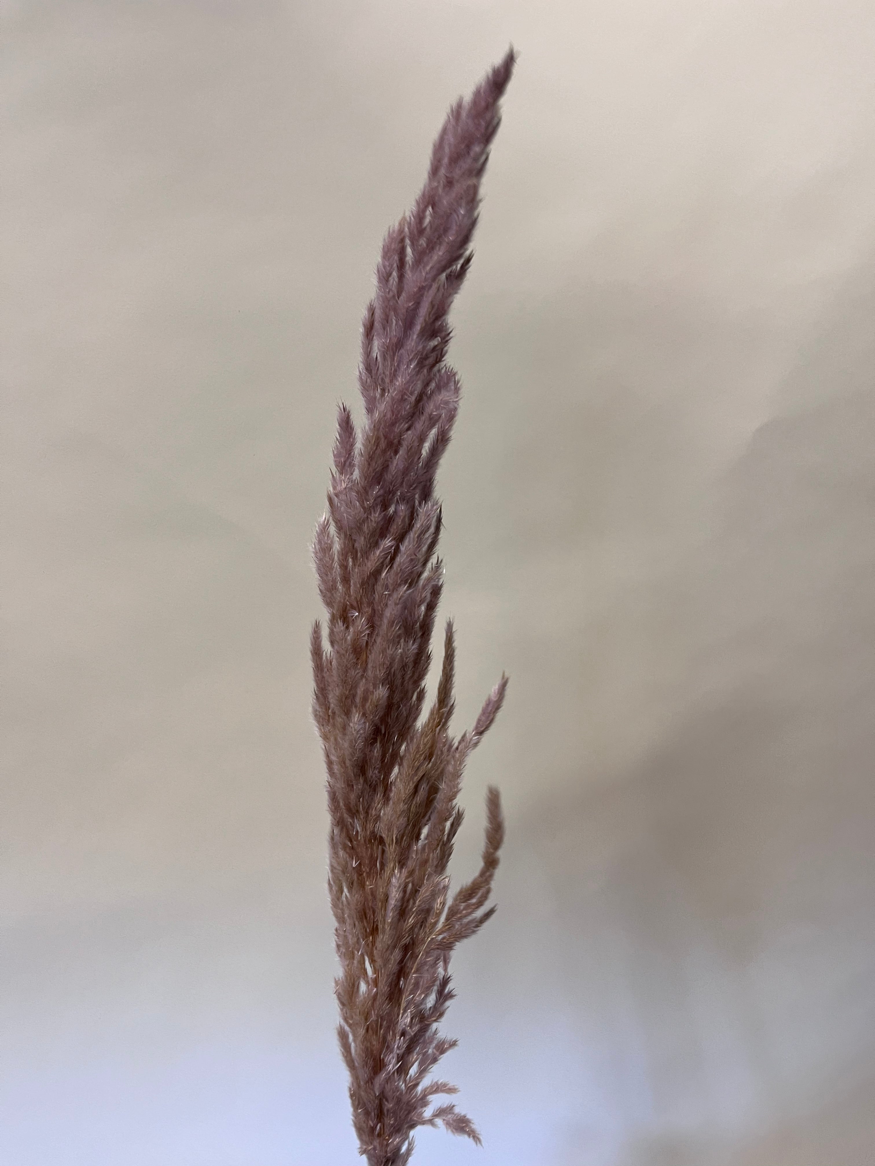 DIY Bundle "Altrosa" 50cm Höhe