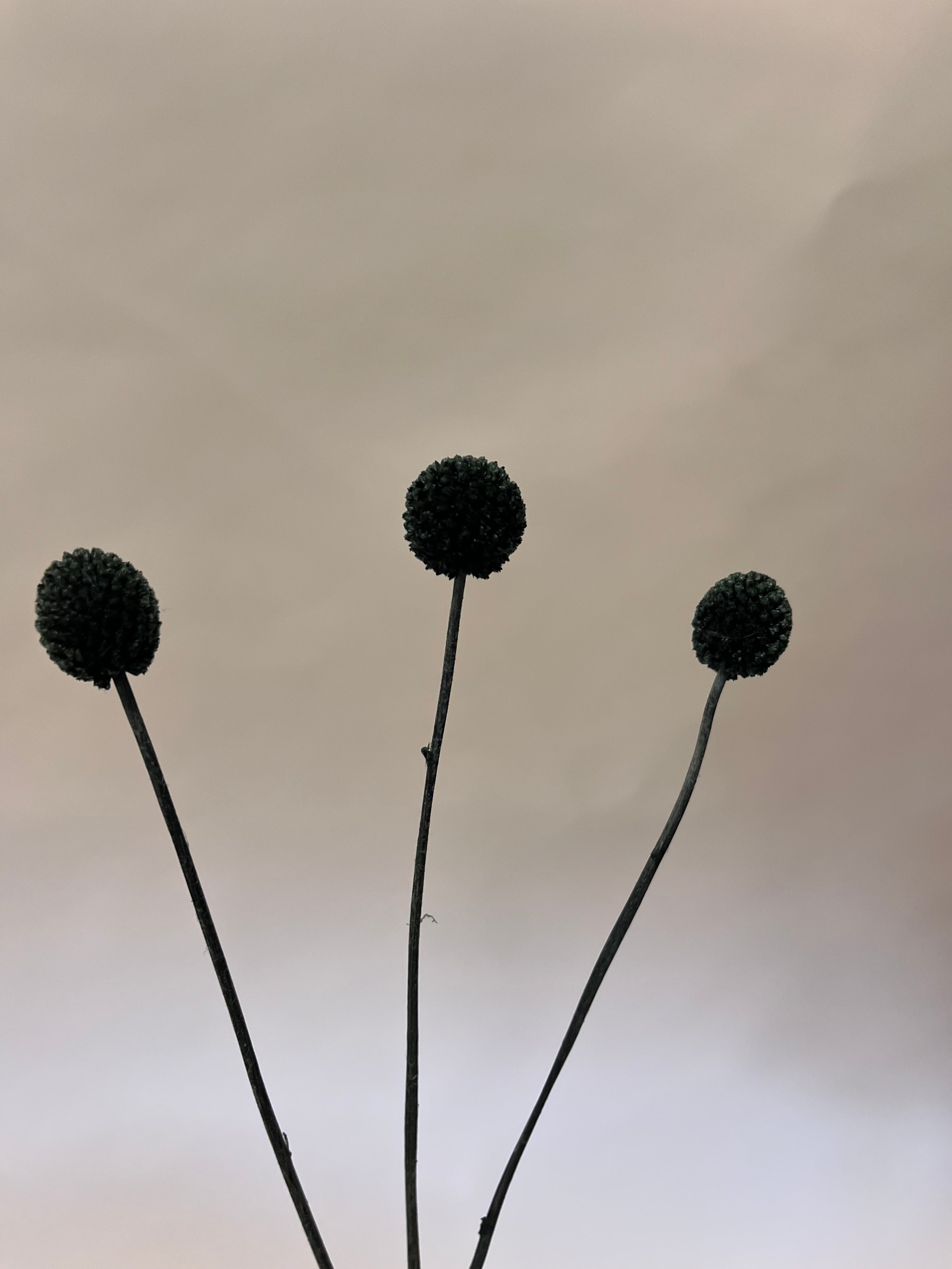 DIY Bundle "Dusk" - 50 cm Höhe