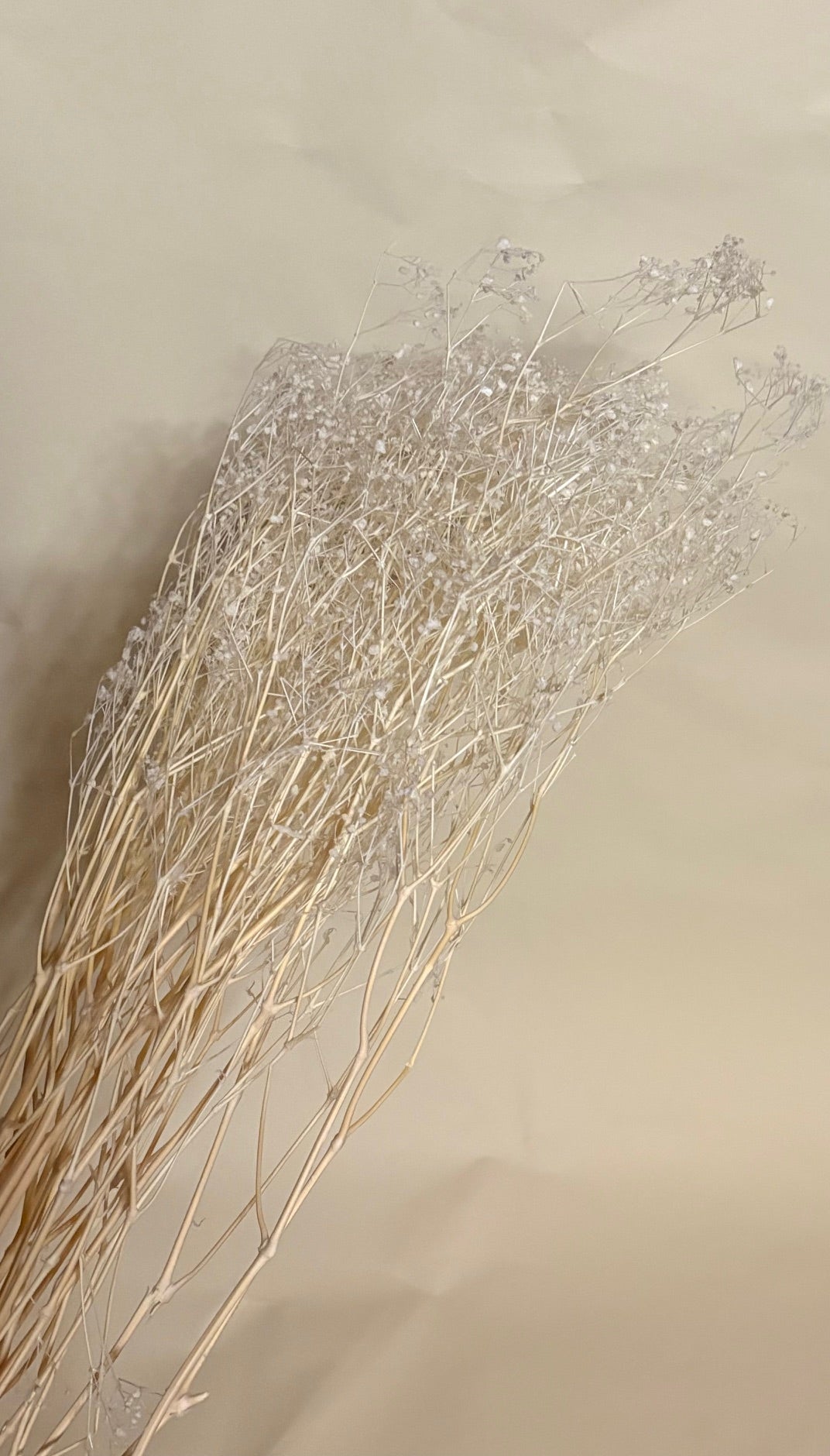 Schleierkraut fein konserviert weiß, 1 Bund mit 10 Stiel, 0,7 m, Gypsophila getrocknet, Trockenblume, Gras, Deko, nachhaltig aus der EU