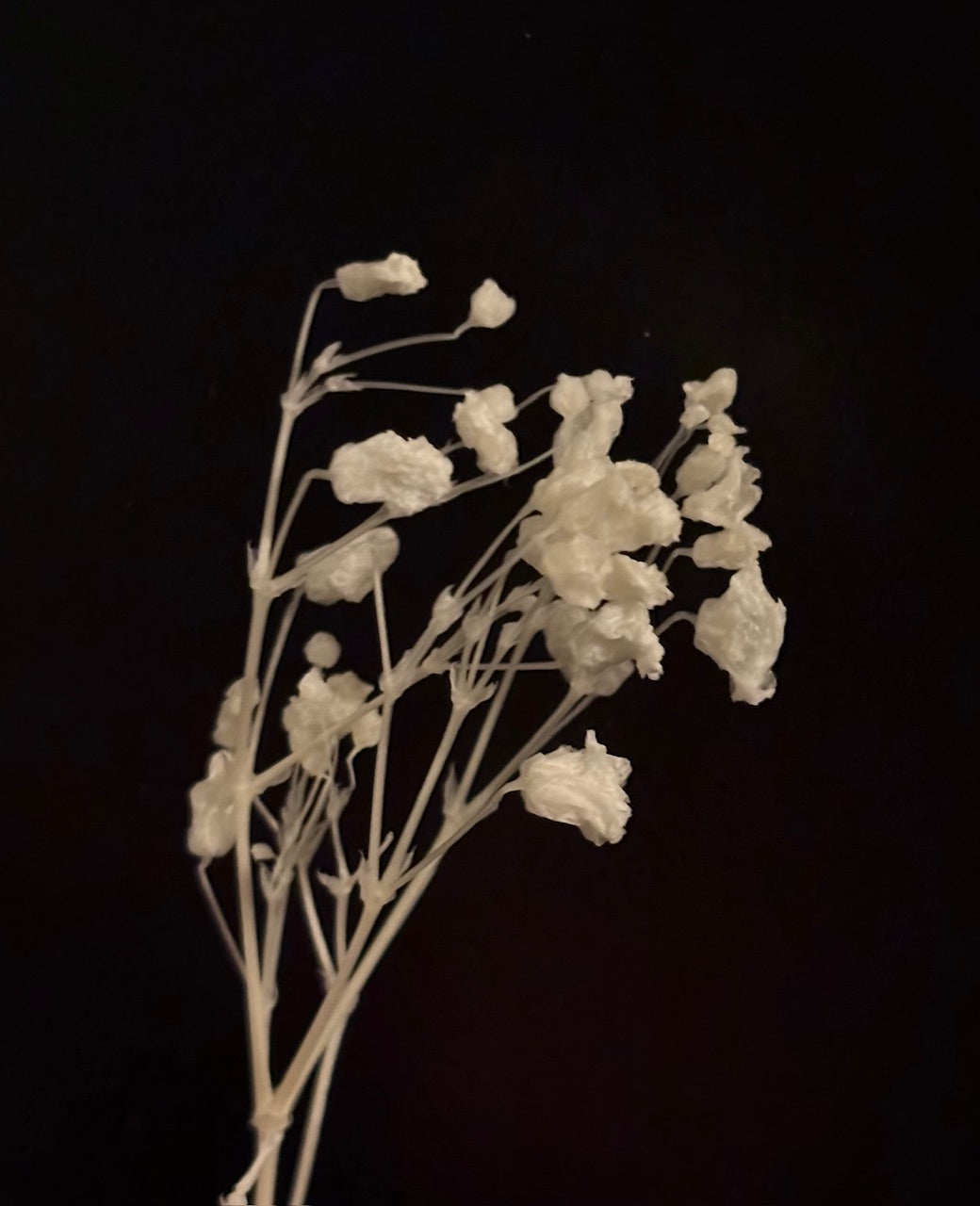 Schleierkraut fein konserviert weiß, 1 Bund mit 10 Stiel, 0,7 m, Gypsophila getrocknet, Trockenblume, Gras, Deko, nachhaltig aus der EU