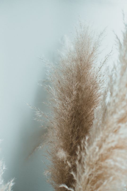 Pampasgras The Fluffy , 1Stiel, 1,20 m, natur, cortedaria getrocknet, Trockenblume, Gras, Deko, nachhaltig aus der EU