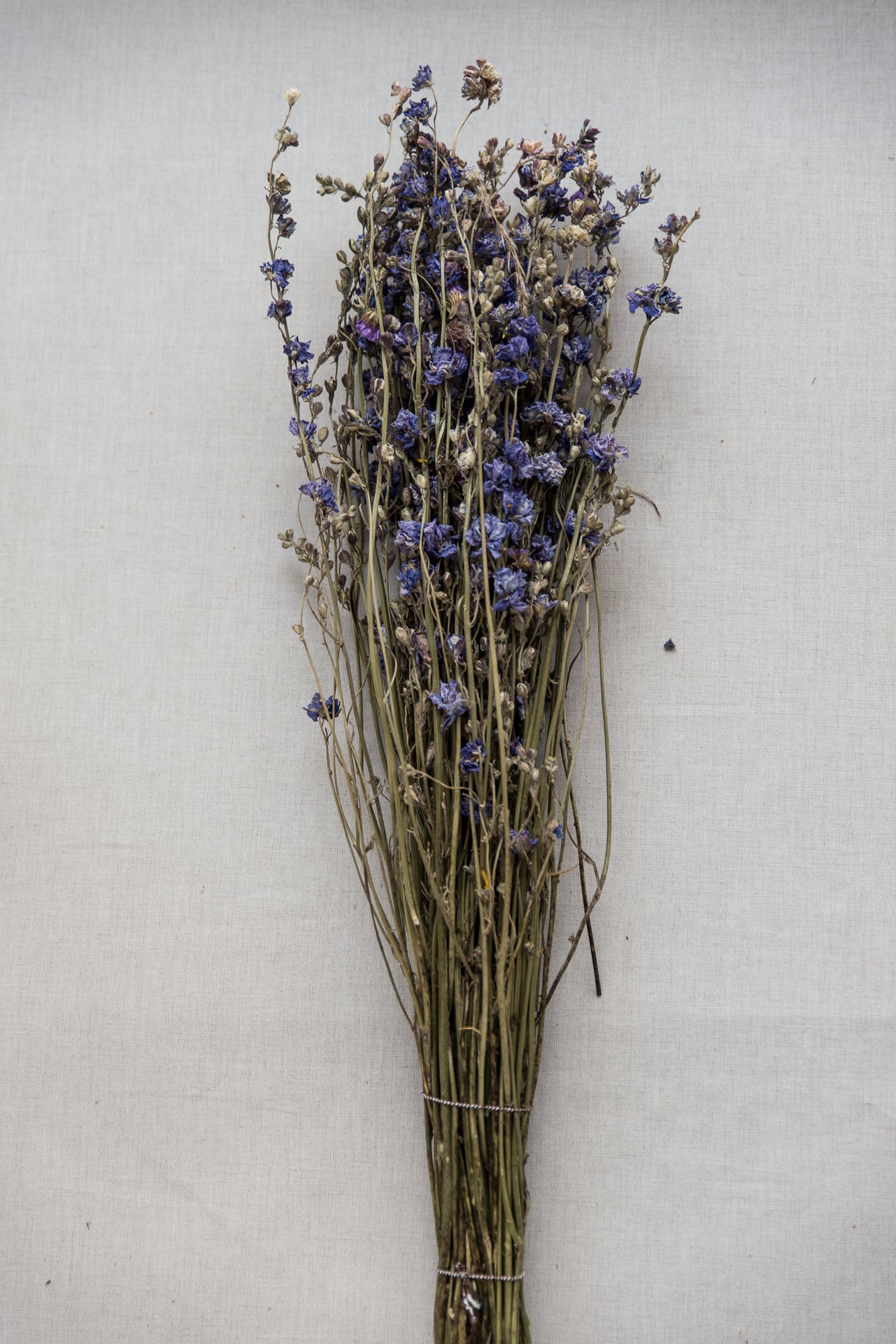 Rittersporn Delphinium blau