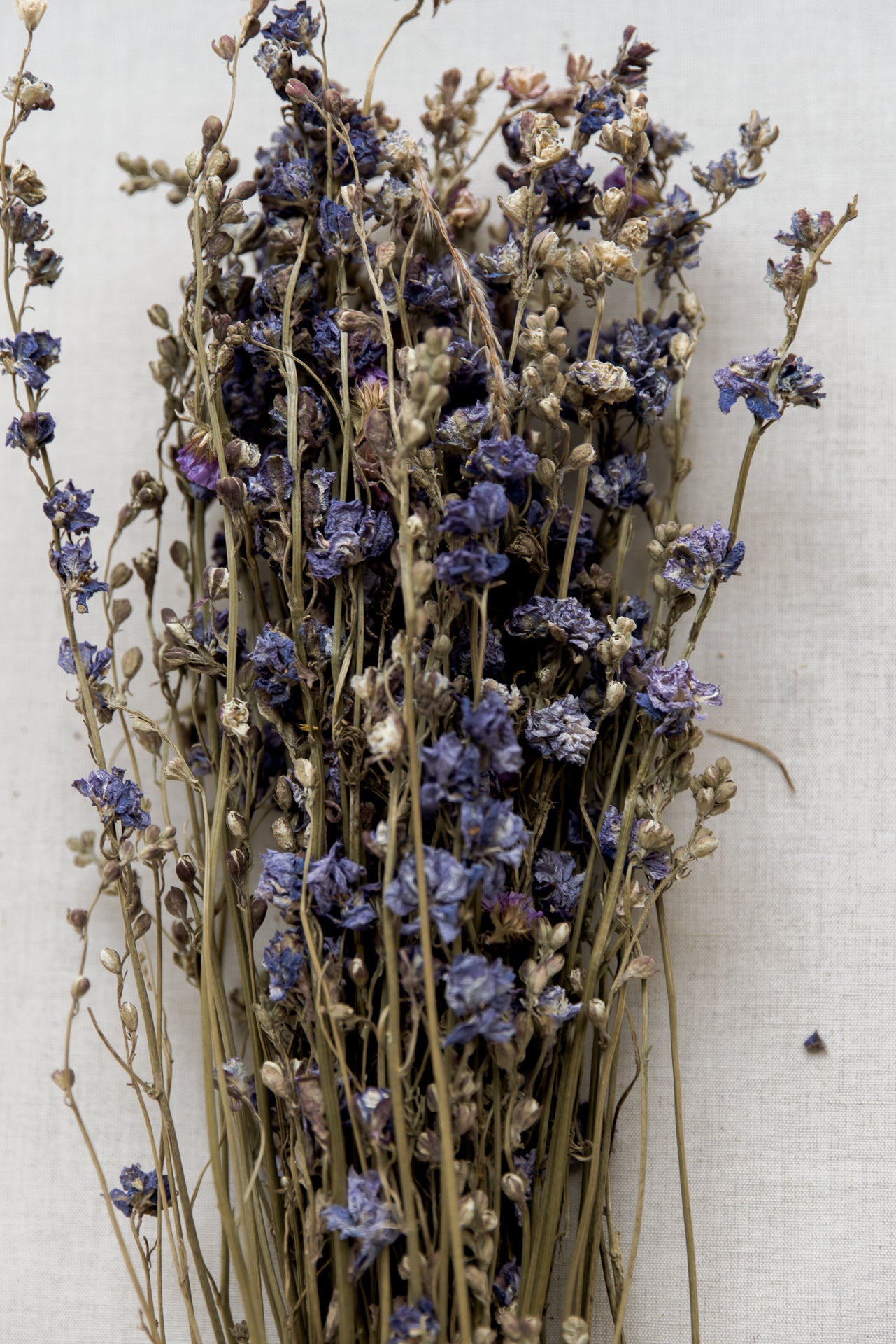 Rittersporn Delphinium blau