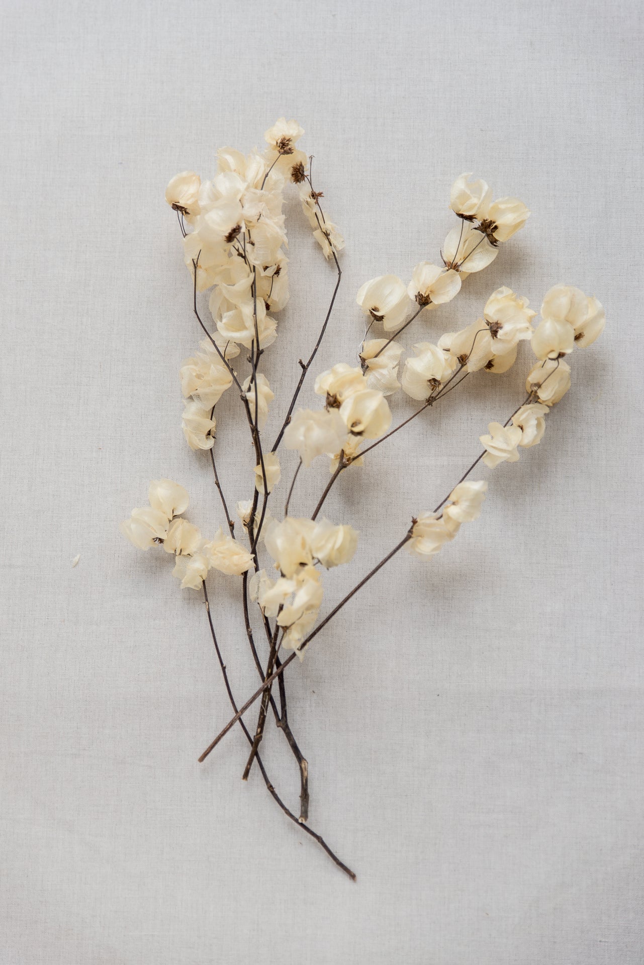 Bougainvillea Drillingsblume,weiß