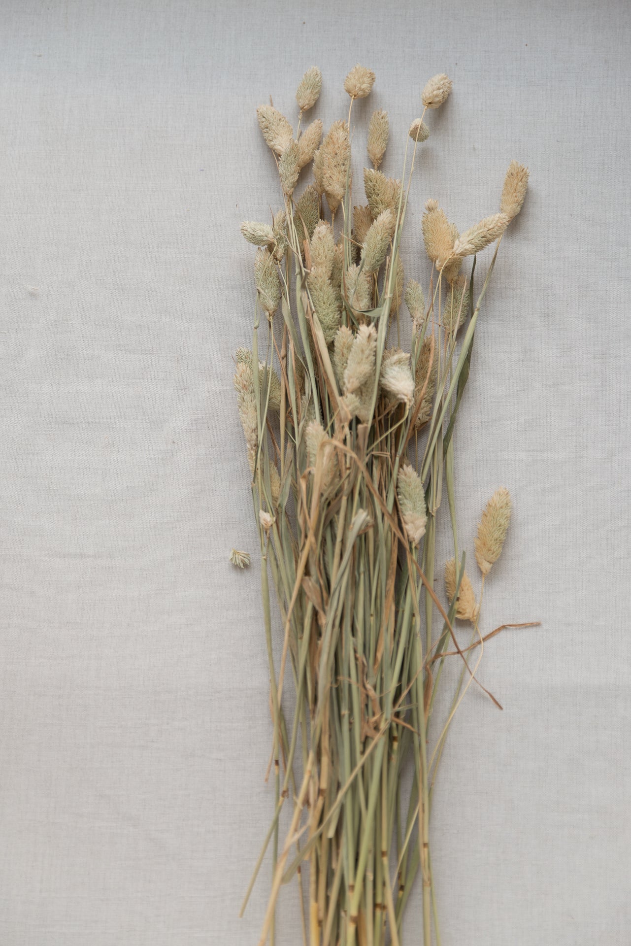 Phalaris Glanzgras natur