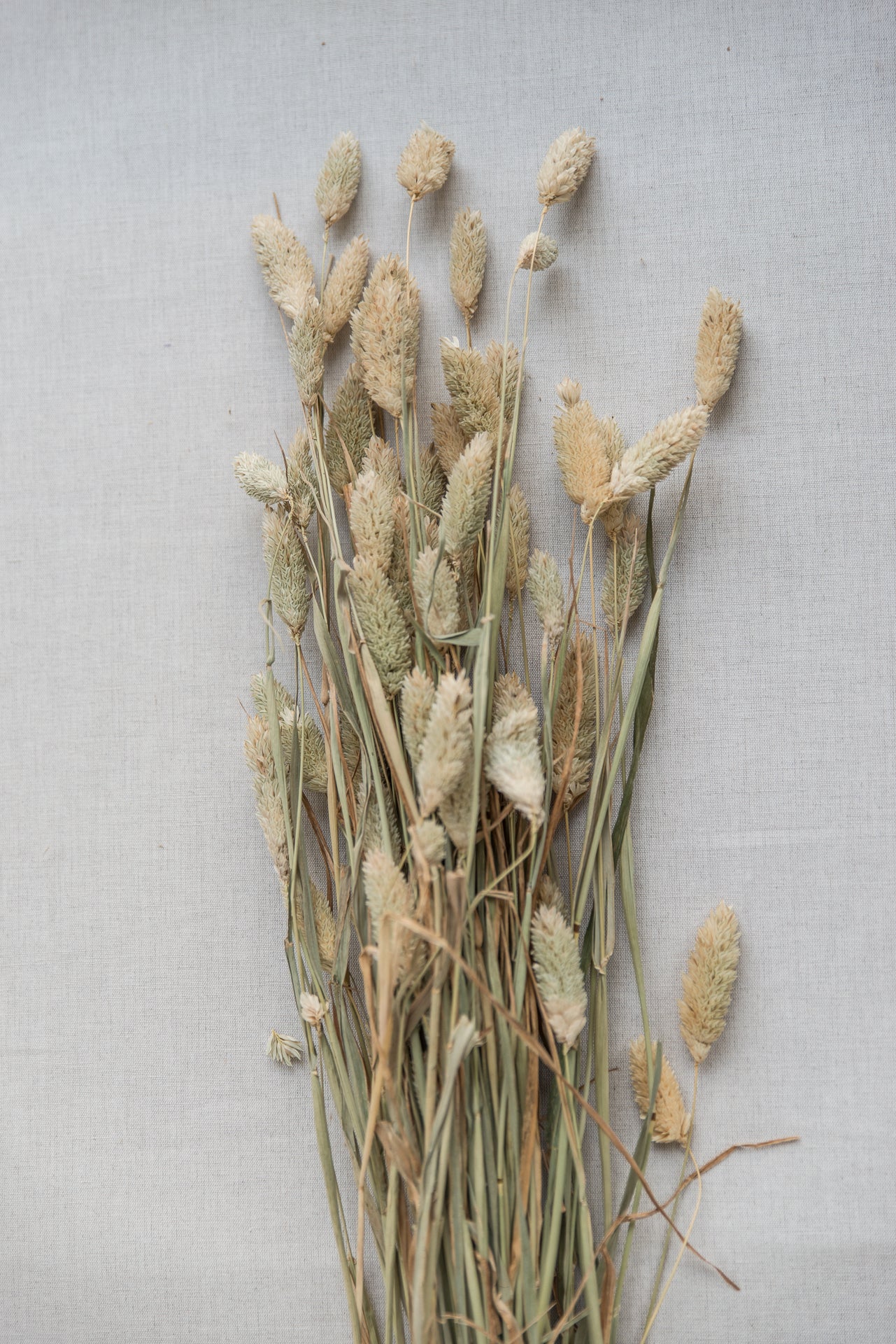 Phalaris Glanzgras natur