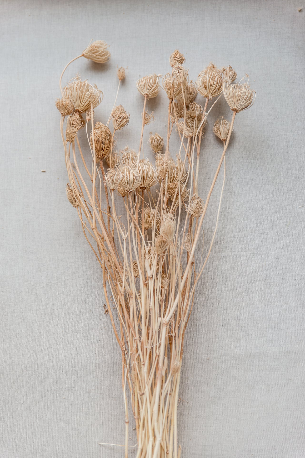 Fenchel gebleicht