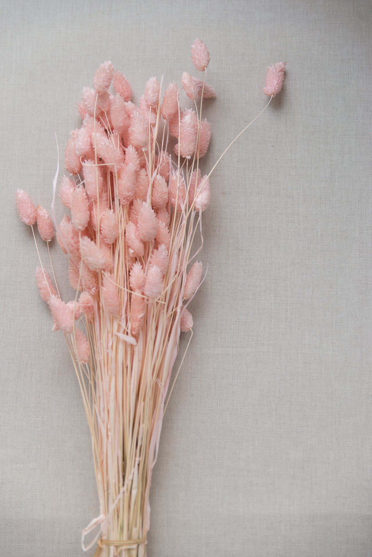 Phalaris Glanzgras rosé