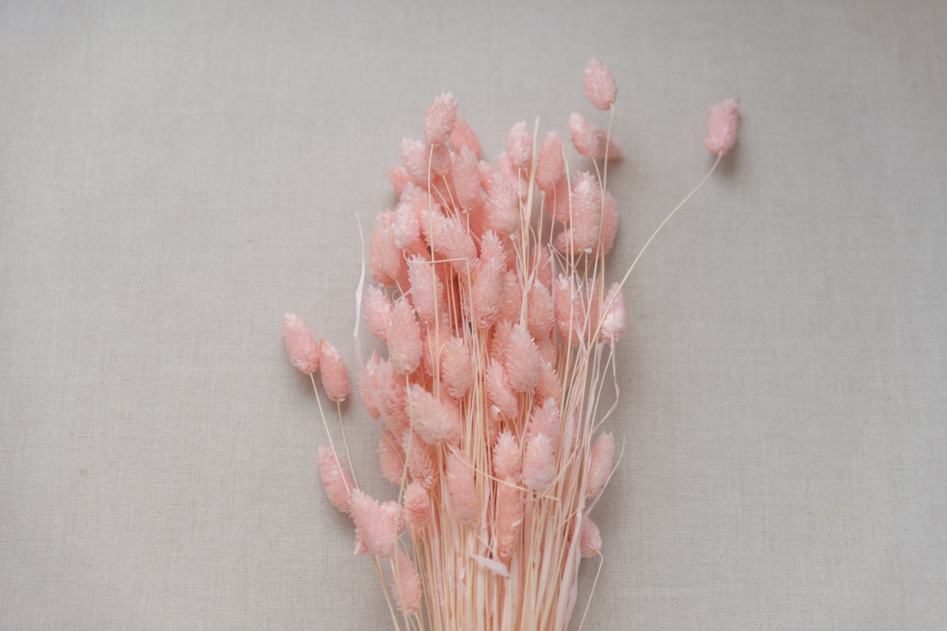 Phalaris Glanzgras rosé