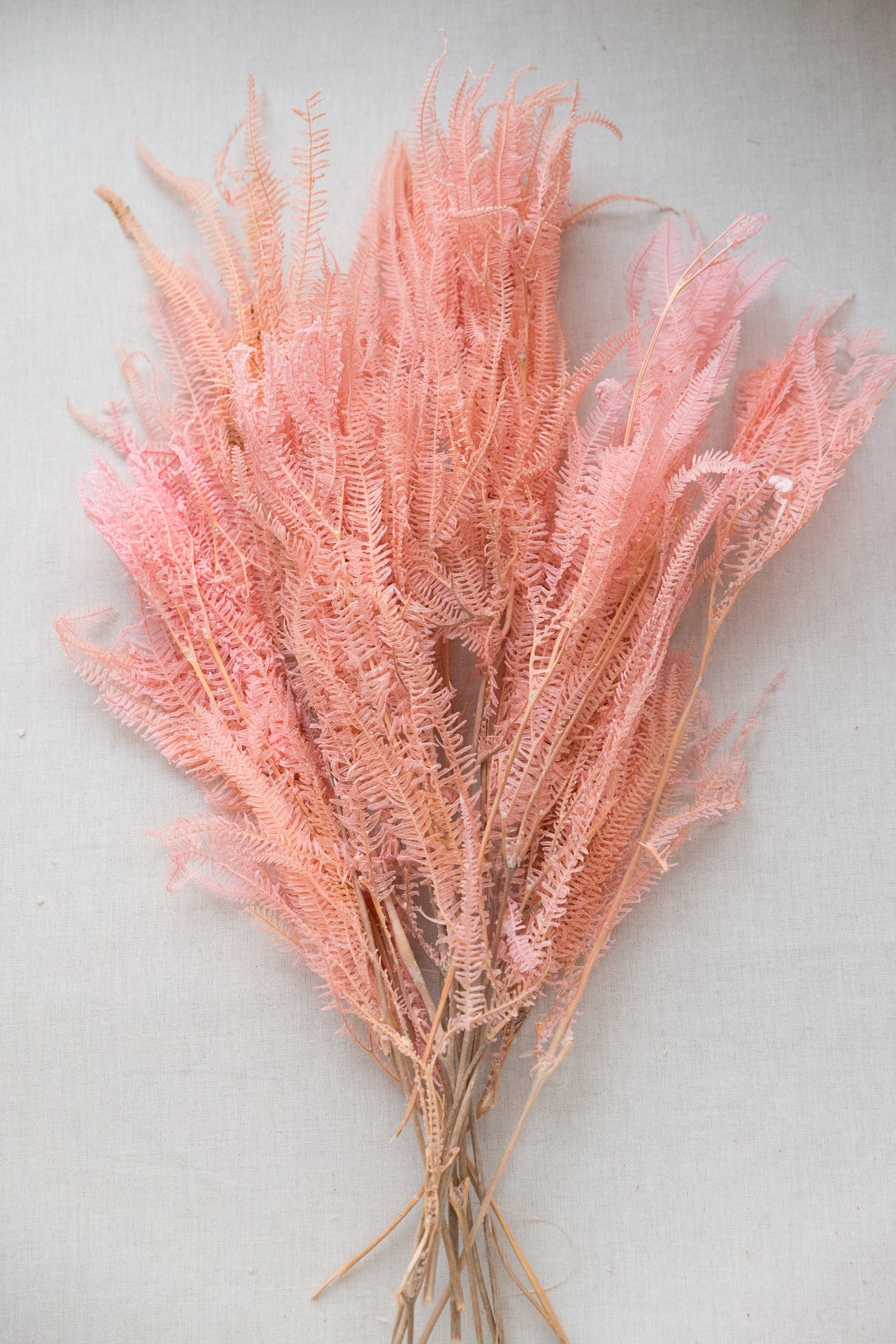 Regenschirmfarn rosa