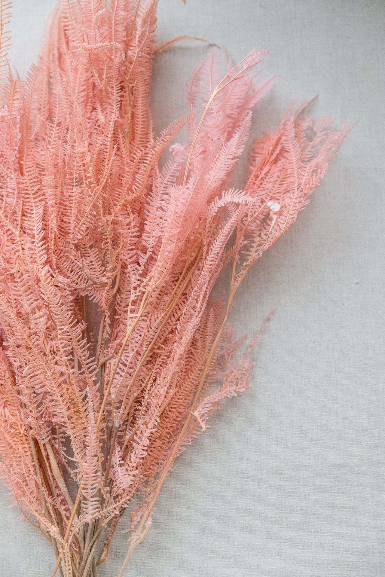 Regenschirmfarn rosa