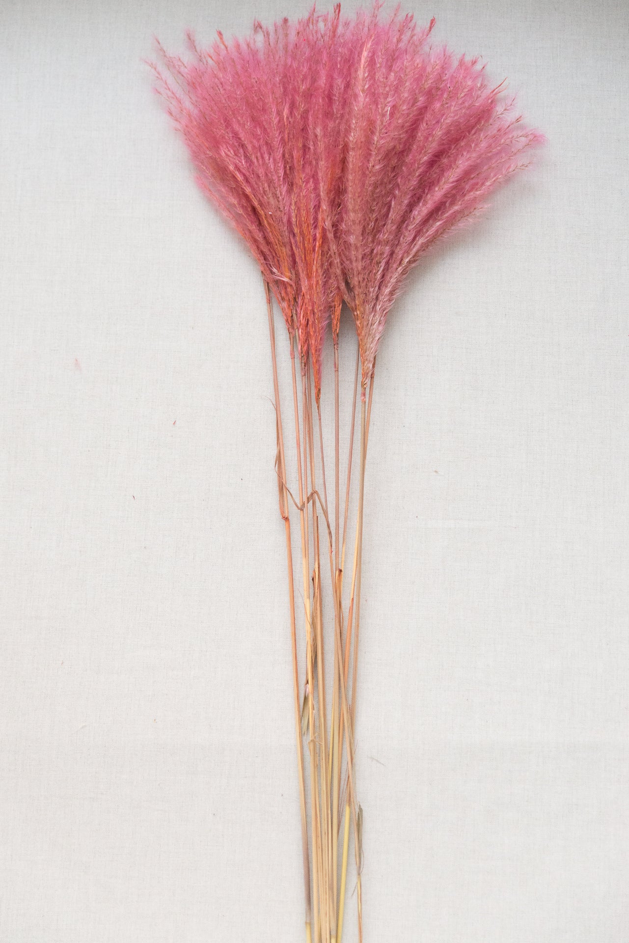 Chinaschilf Miscanthus rosa