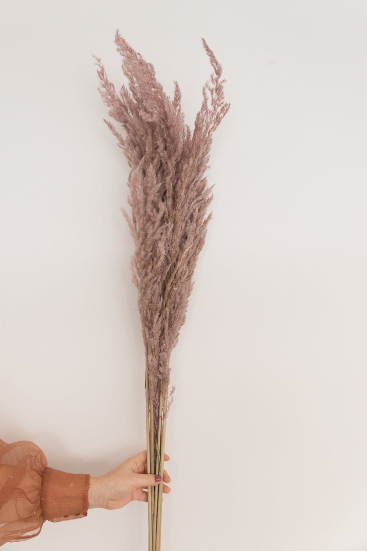 Pampasgras altrosa XL, 5 Stiel, 1,20 m, altrosa, cortedaria getrocknet, Trockenblume, Gras, Deko, nachhaltig aus der EU