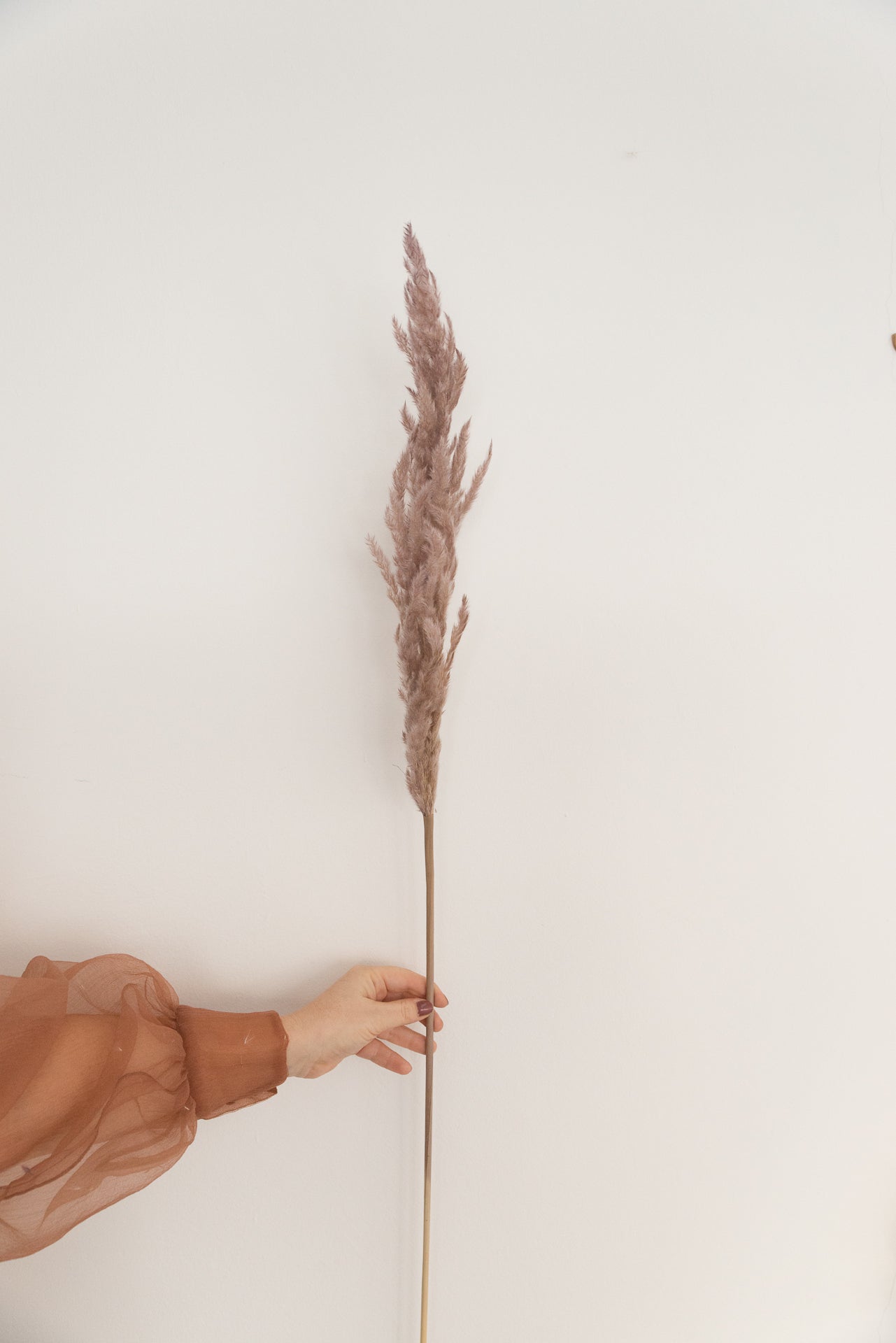 Pampasgras altrosa XL, 5 Stiel, 1,20 m, altrosa, cortedaria getrocknet, Trockenblume, Gras, Deko, nachhaltig aus der EU