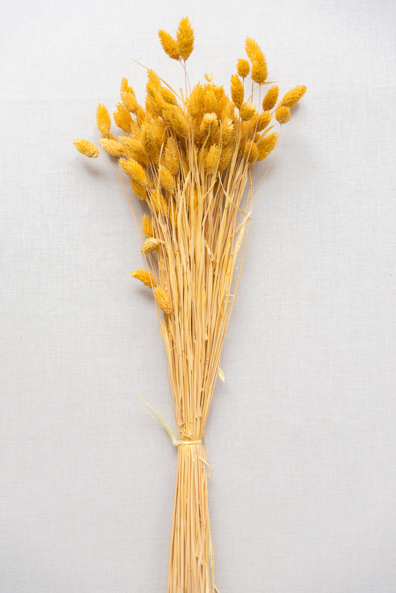 Phalaris Glanzgras maisgelb