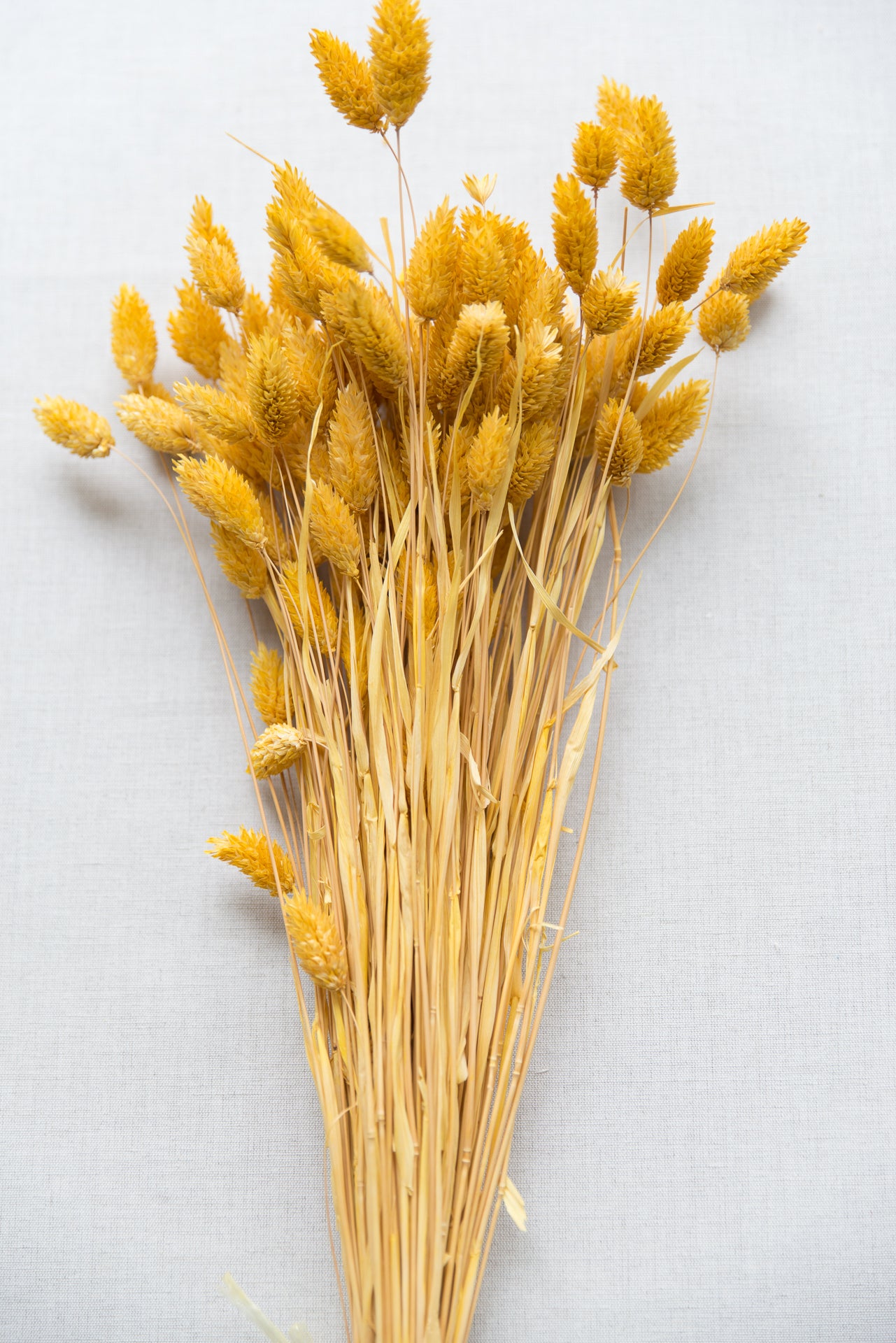 Phalaris Glanzgras maisgelb