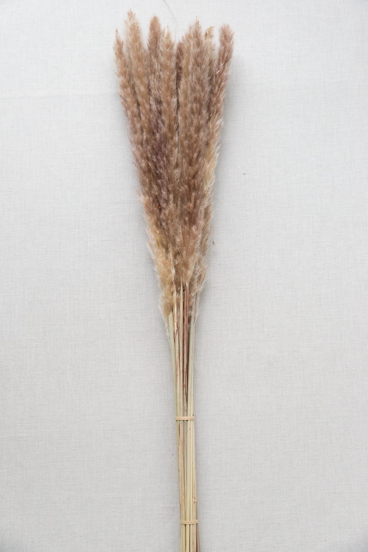 Pampasgras M beige-braun 25 Stiel, 0,80 m, beige-braum, cortedaria getrocknet, Trockenblume, Gras, Deko, nachhaltig aus der EU