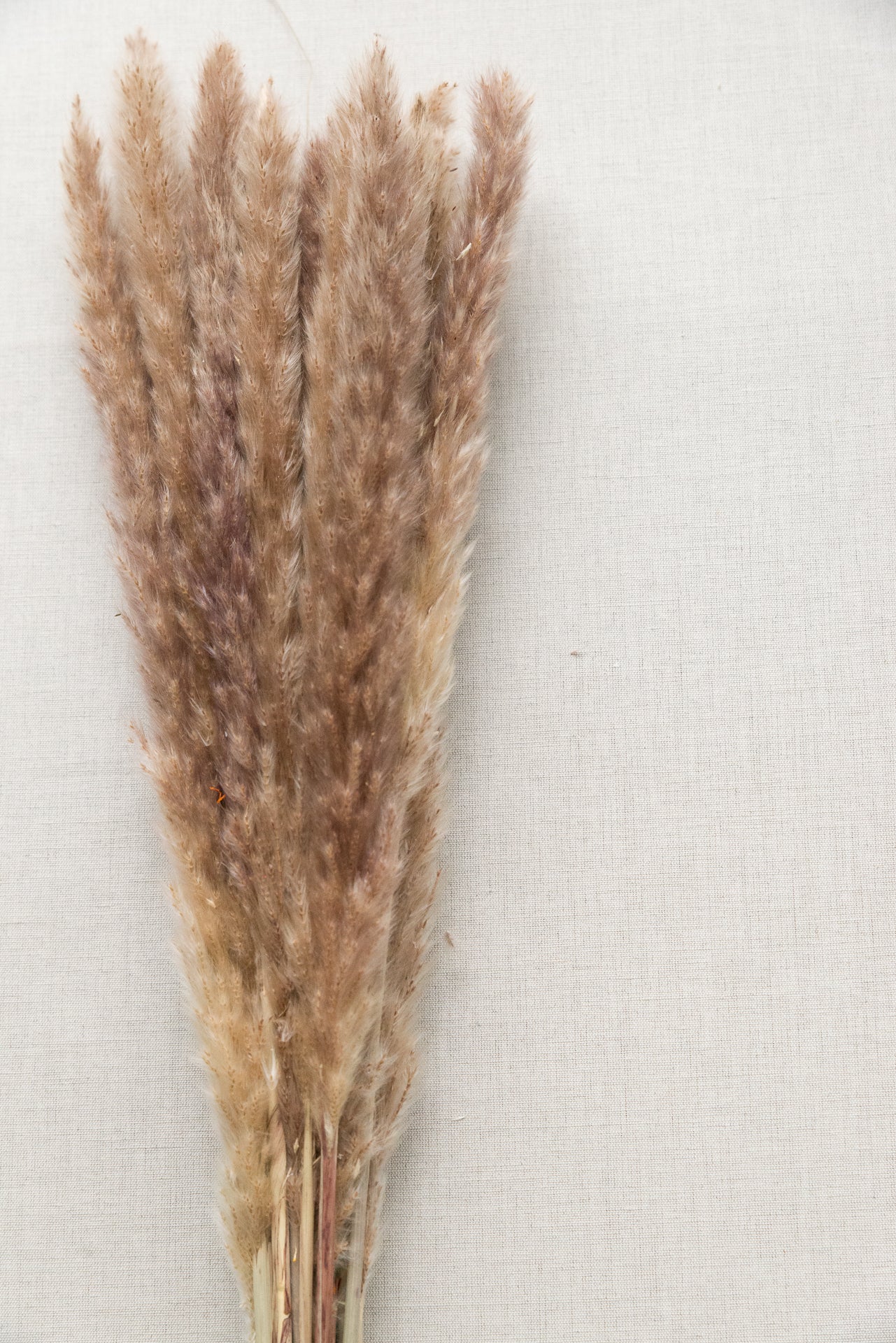 Pampasgras M beige-braun 25 Stiel, 0,80 m, beige-braum, cortedaria getrocknet, Trockenblume, Gras, Deko, nachhaltig aus der EU