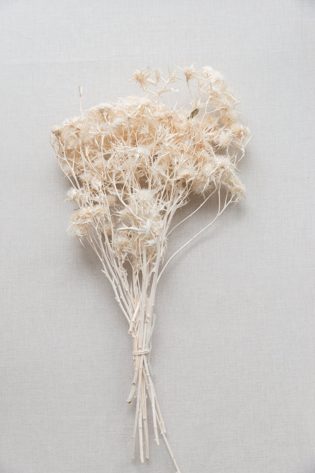 Sternkarde Distel weiß