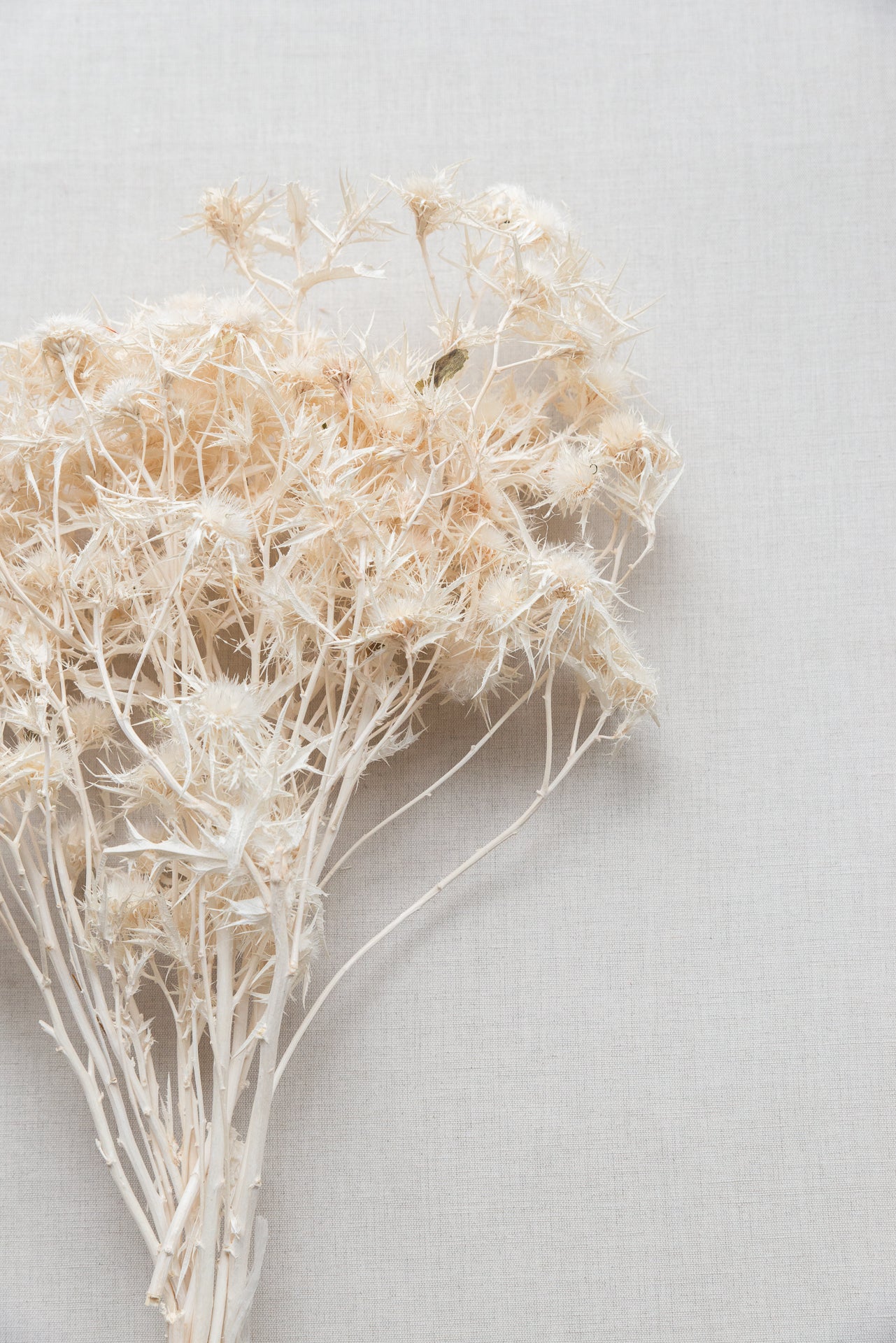 Sternkarde Distel weiß