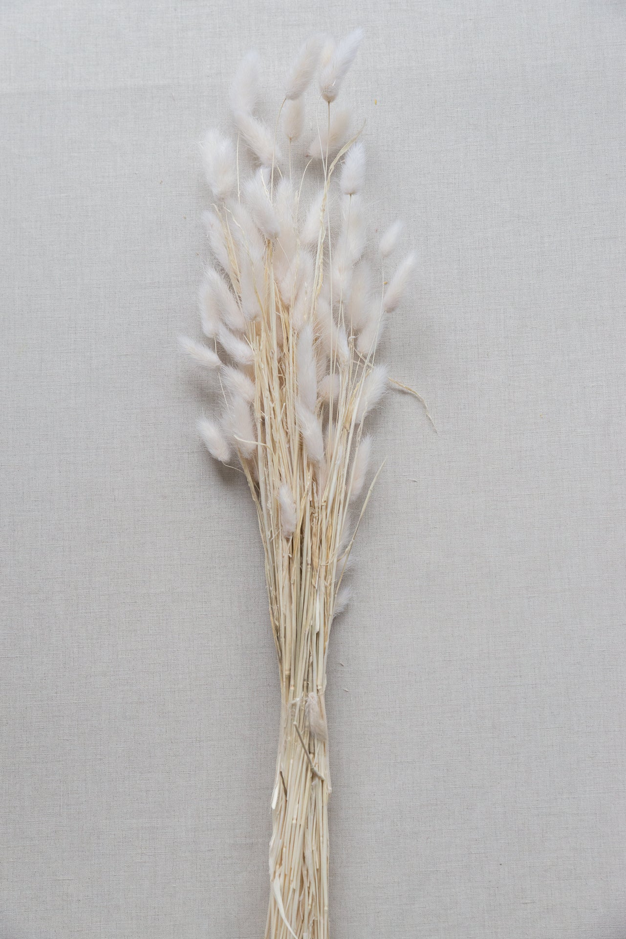 Lagurus "Bunnytail" weiß Samtgras