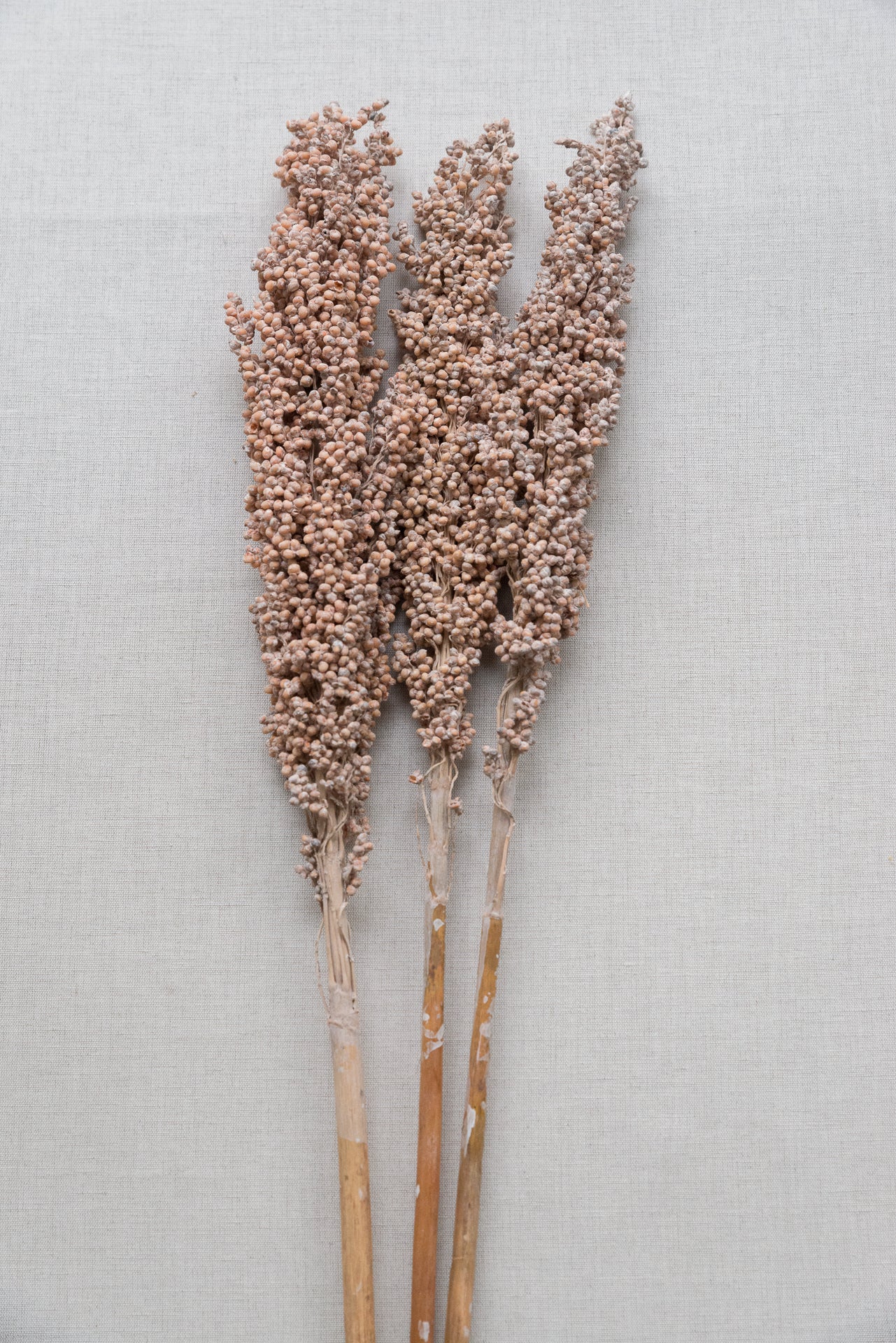 Indian Corn soft pink