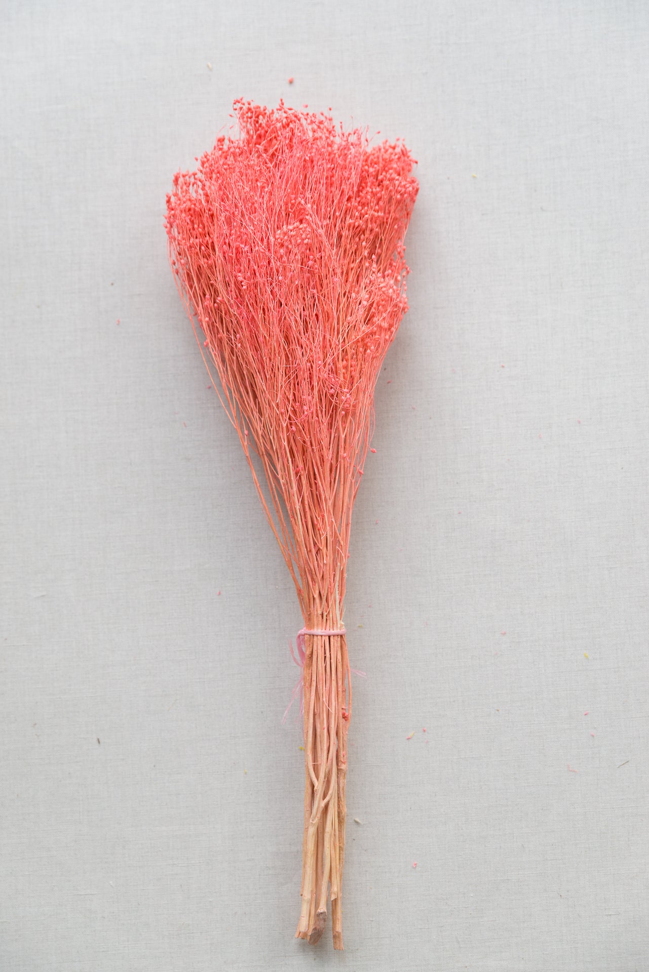 Broom Bloom hot pink